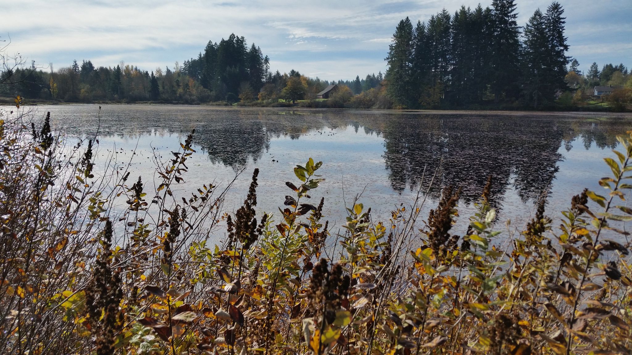 Overcast lake reflecting trees, with foreground plants in autumn colors. - Chehalis Western Trail