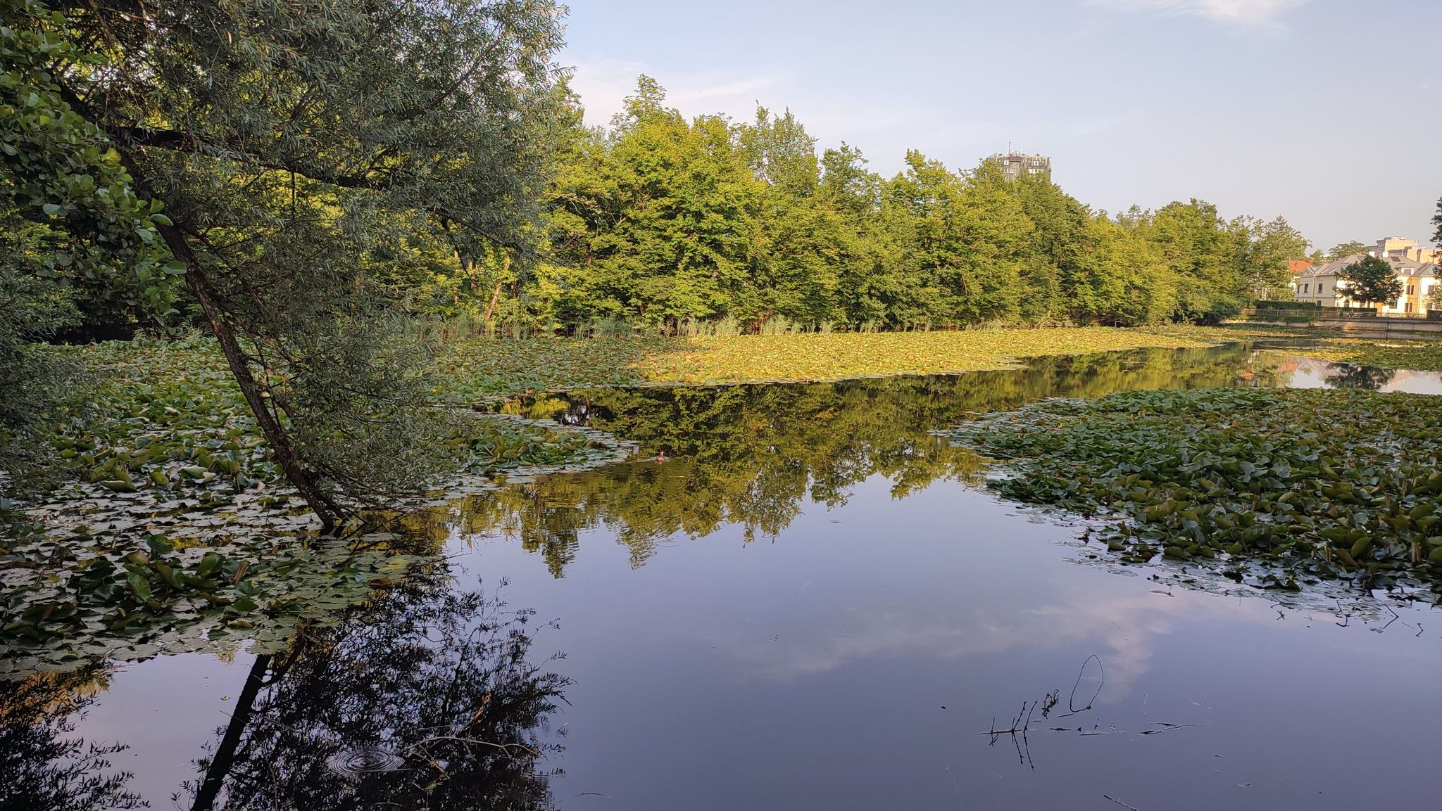 Seerosenteich ~ abends schließen die 🪷 ihre Blüten