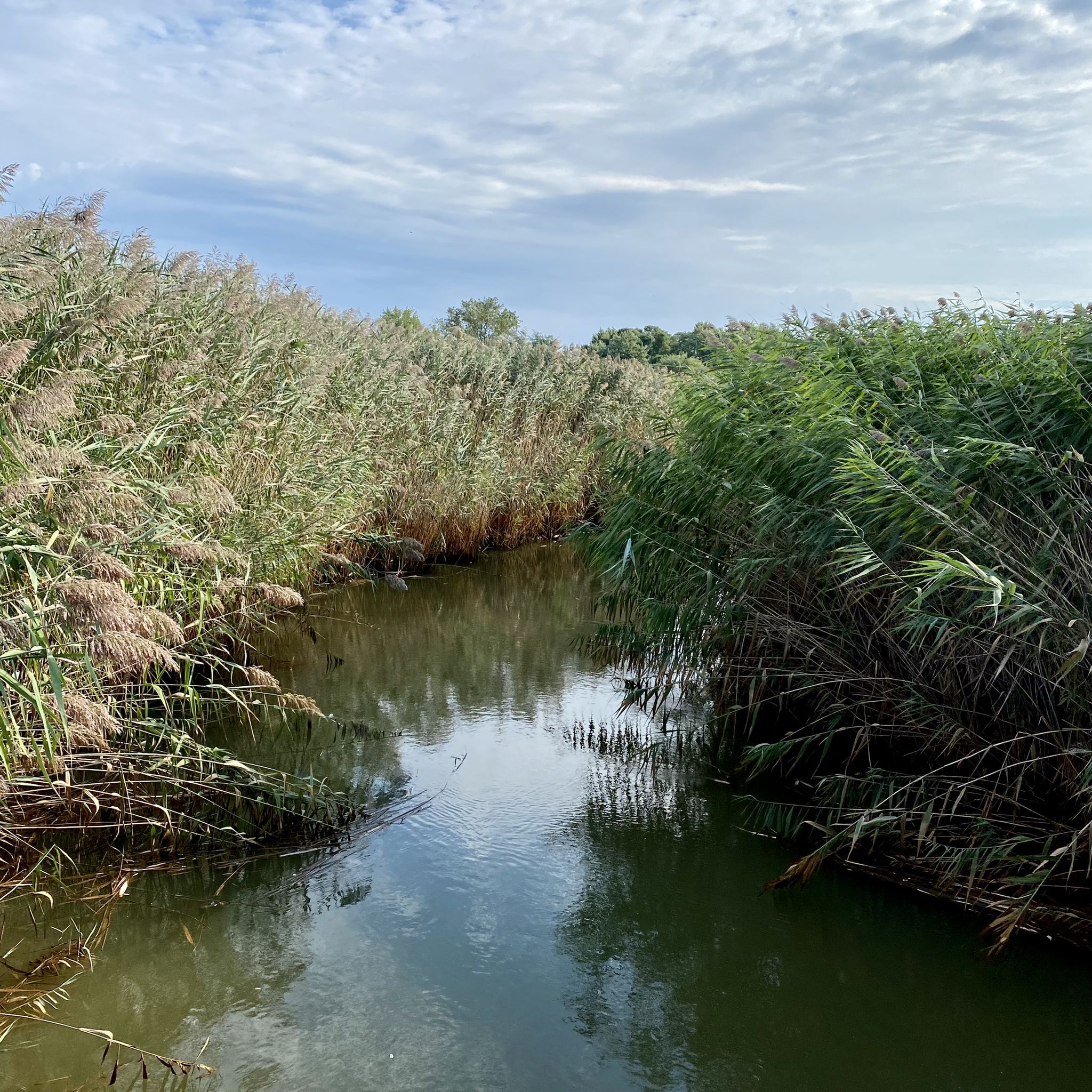 Narrow waterway surrounded by tall green and brown reeds under a cloudy sky. - Henry Hudson Trail Loop