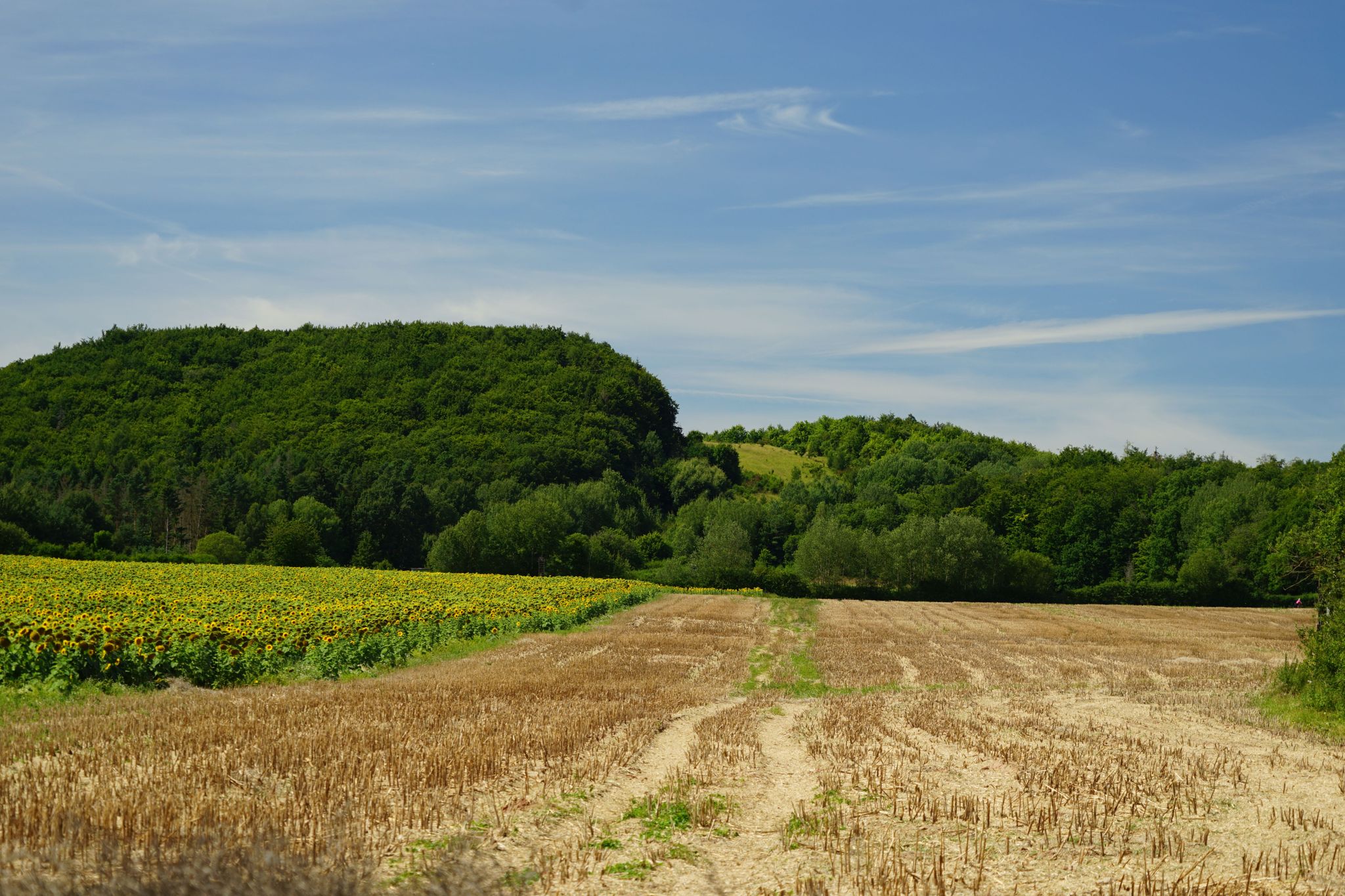Blick hinauf zur markanten Grenzschneise auf dem Berg bei Hermannsfeld