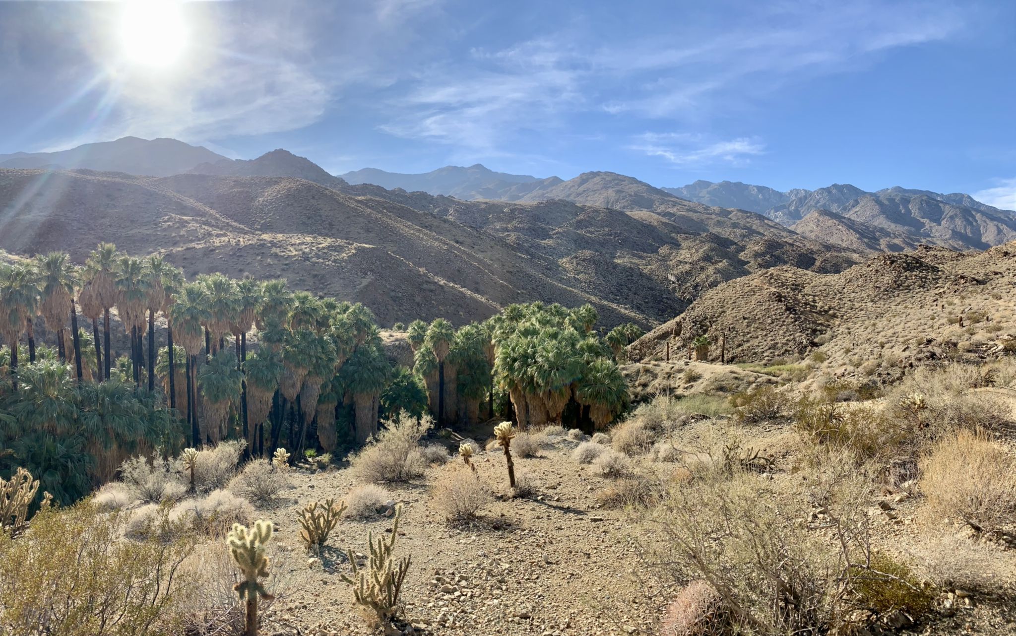 Desert mountains and a palm oasis under a bright, sunny sky. - Dry Wash Loop Trail