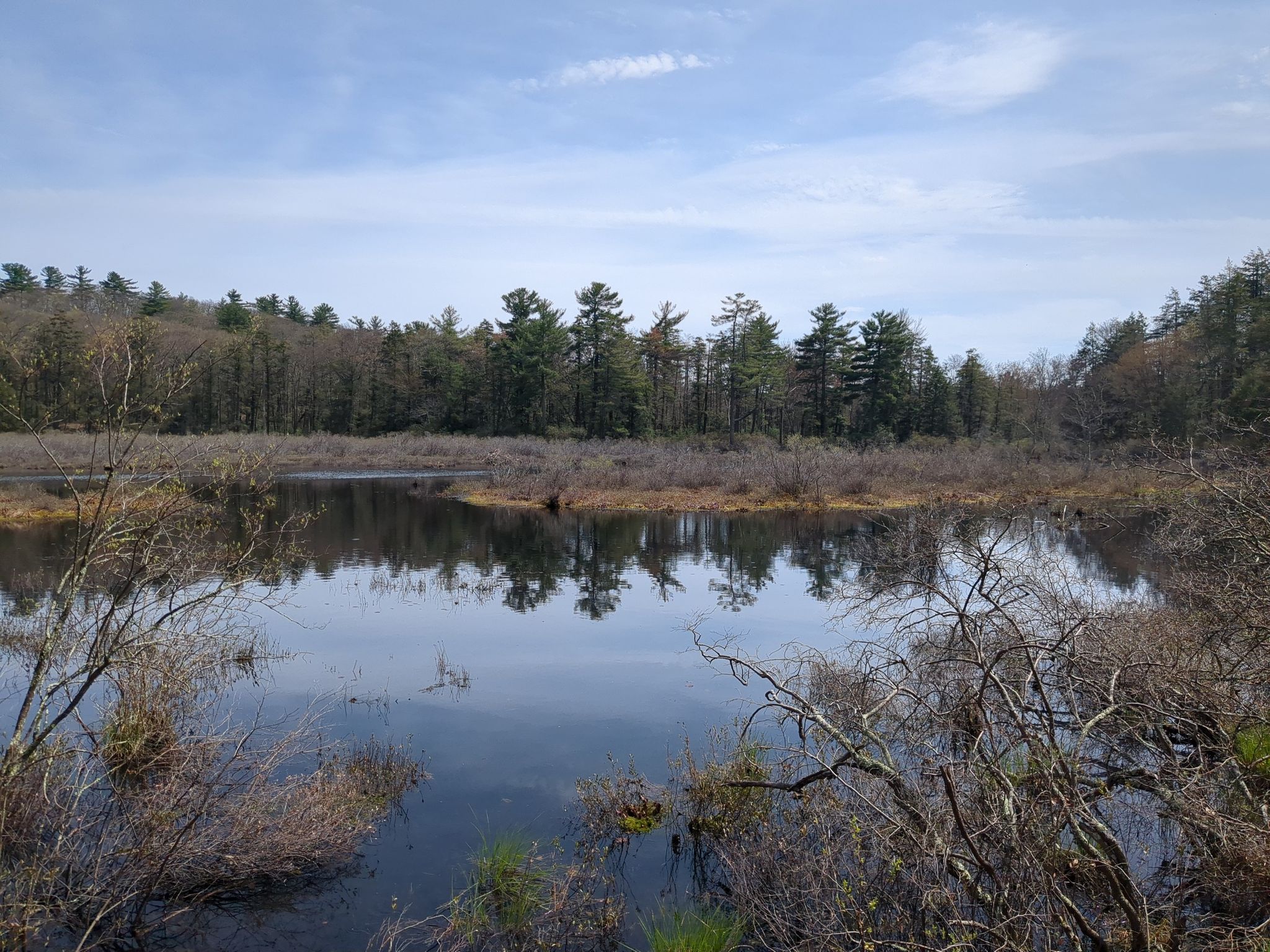 Calm water reflects a dense forest under a bright sky. - Pine Swamp Loop