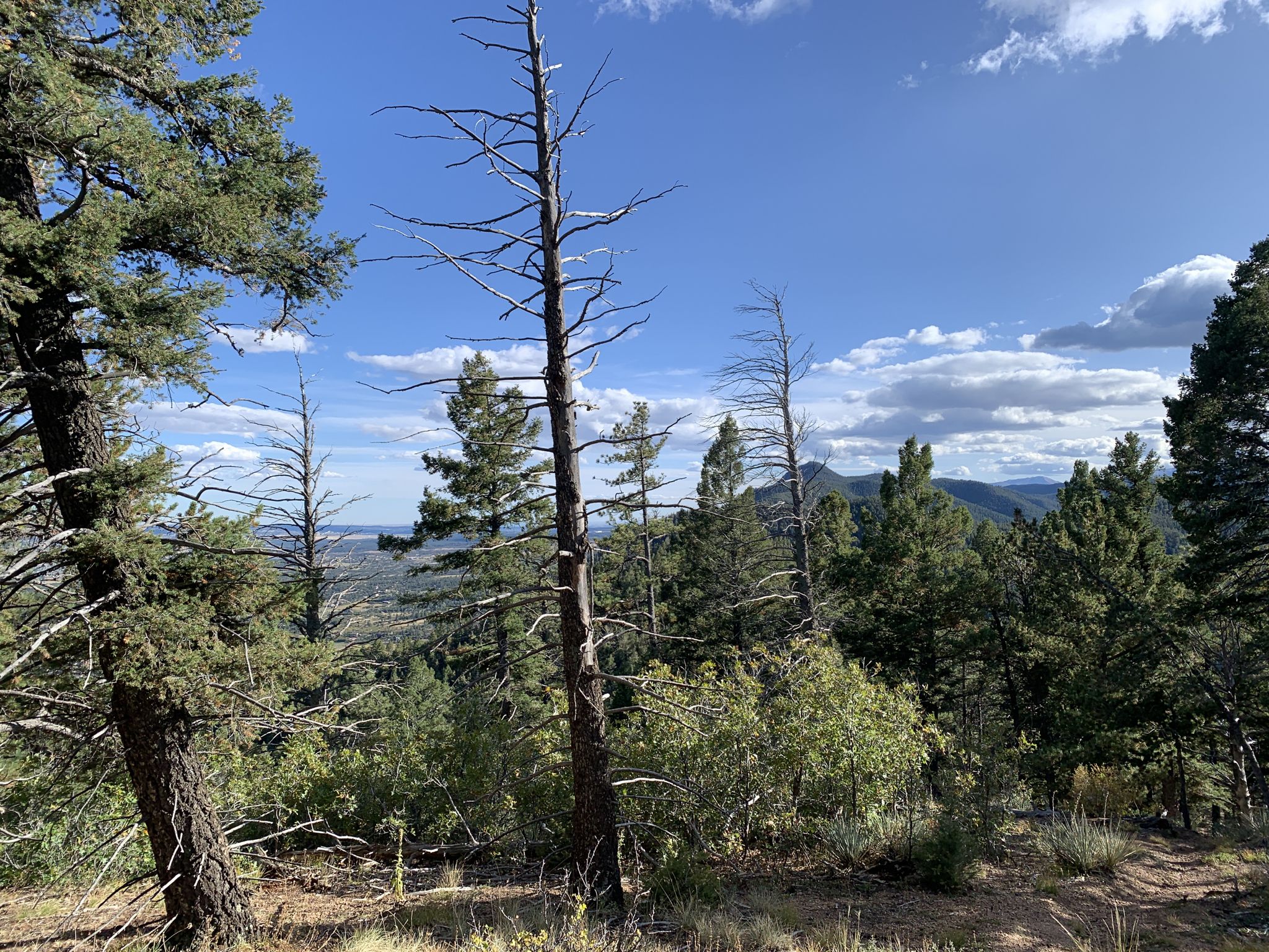 Sunny view of a forested hillside with dead trees and distant mountains. - Sundance Valley and Mountain Trail Loop