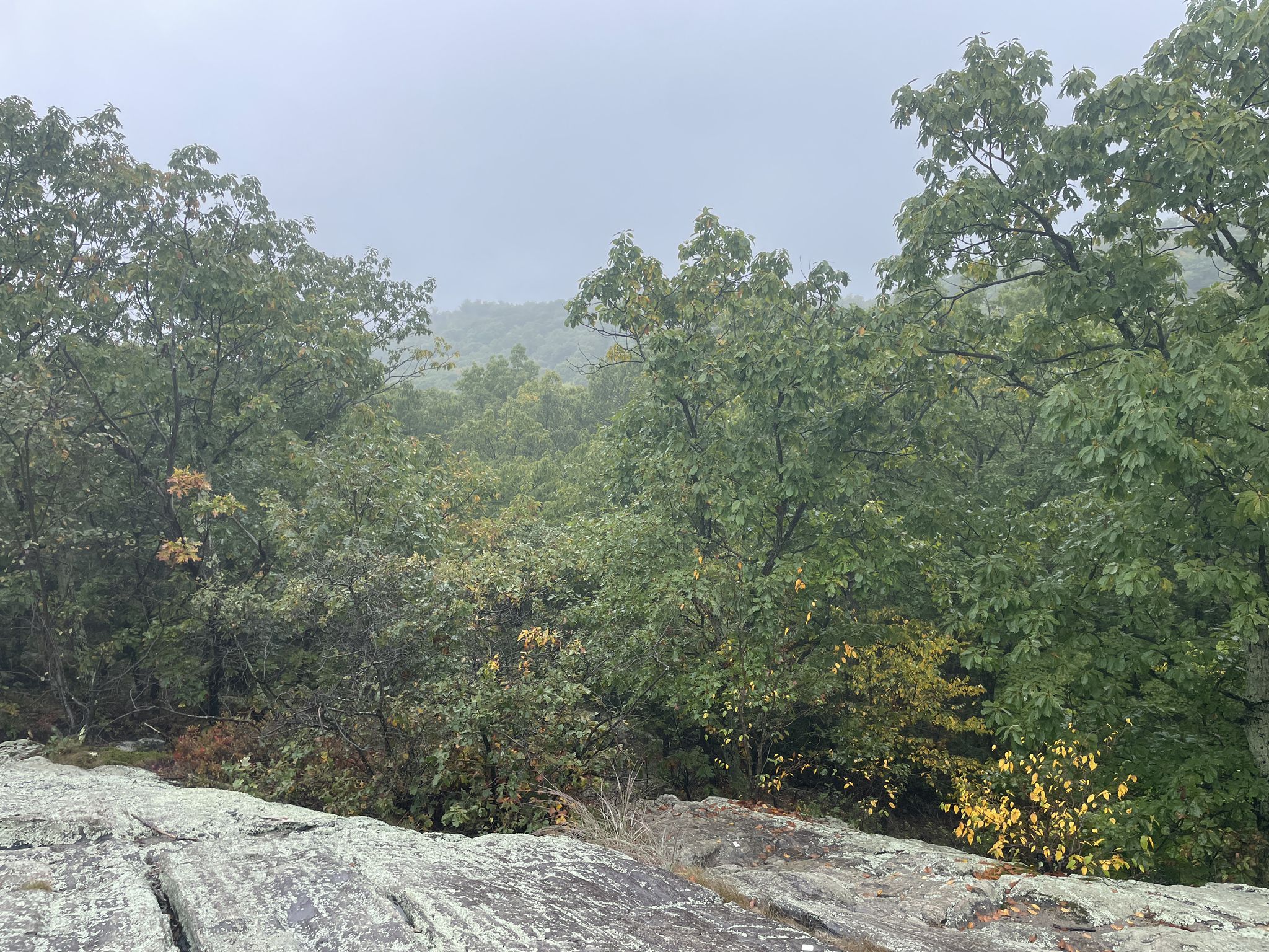 Overcast view from a rocky outcrop overlooking a dense, misty forest. - Cannonball and Schuber Trail Loop