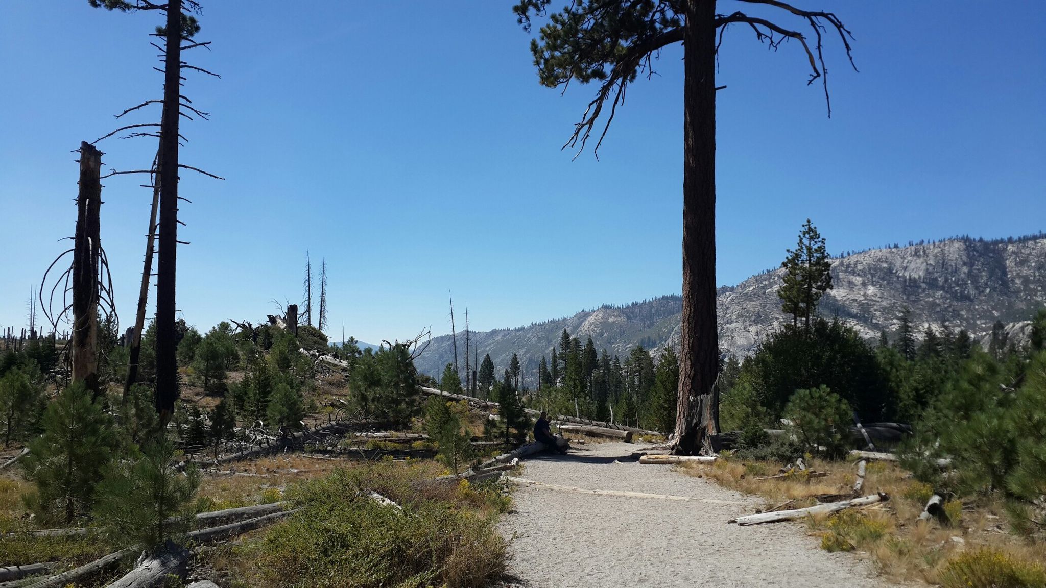 A dirt path leads through a forest with tall and burnt trees under a clear sky. - Rainbow Falls Trail