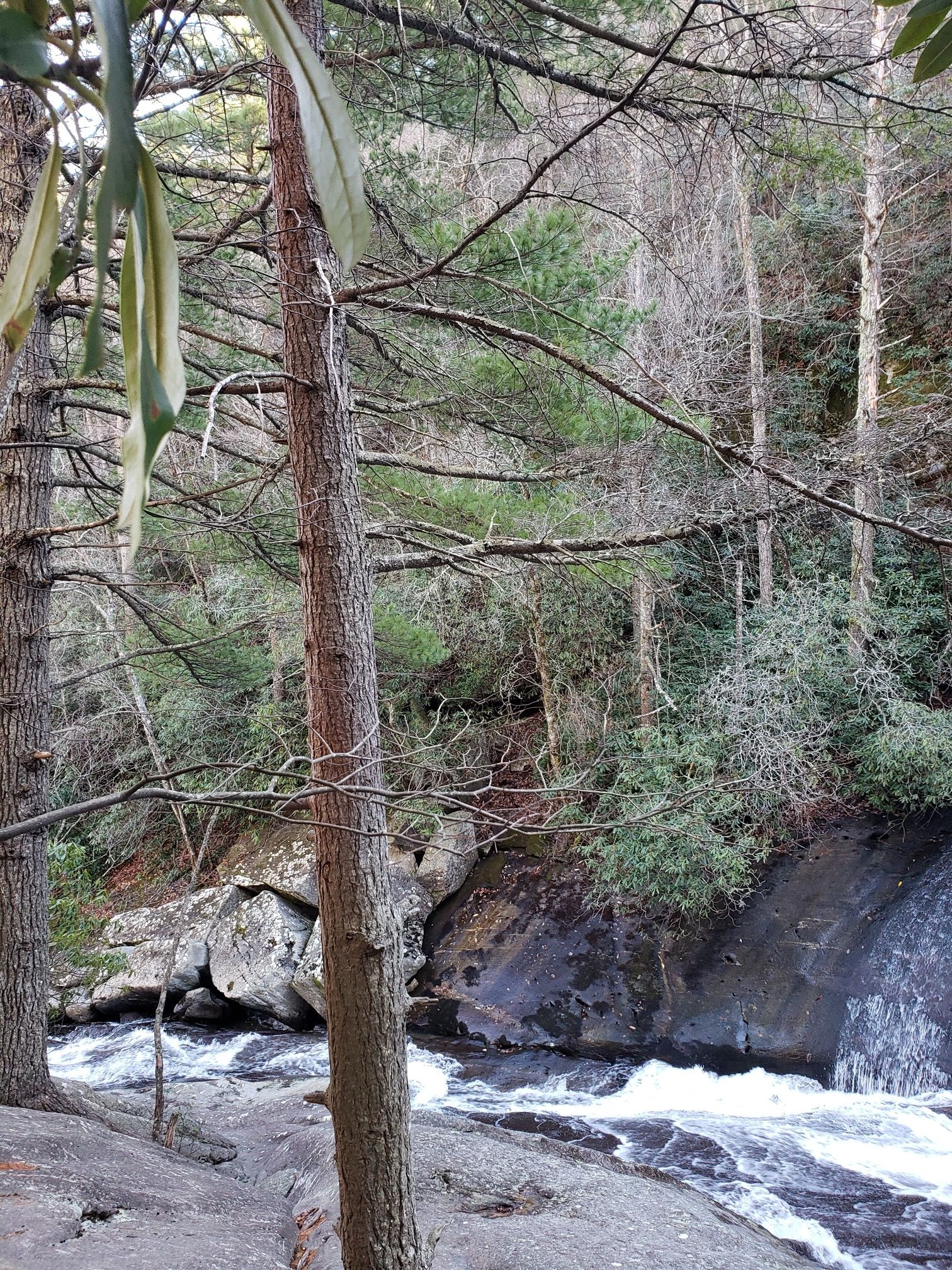 Forest stream flowing over dark rocks, surrounded by trees on a cloudy day. - Upper Creek Falls Loop