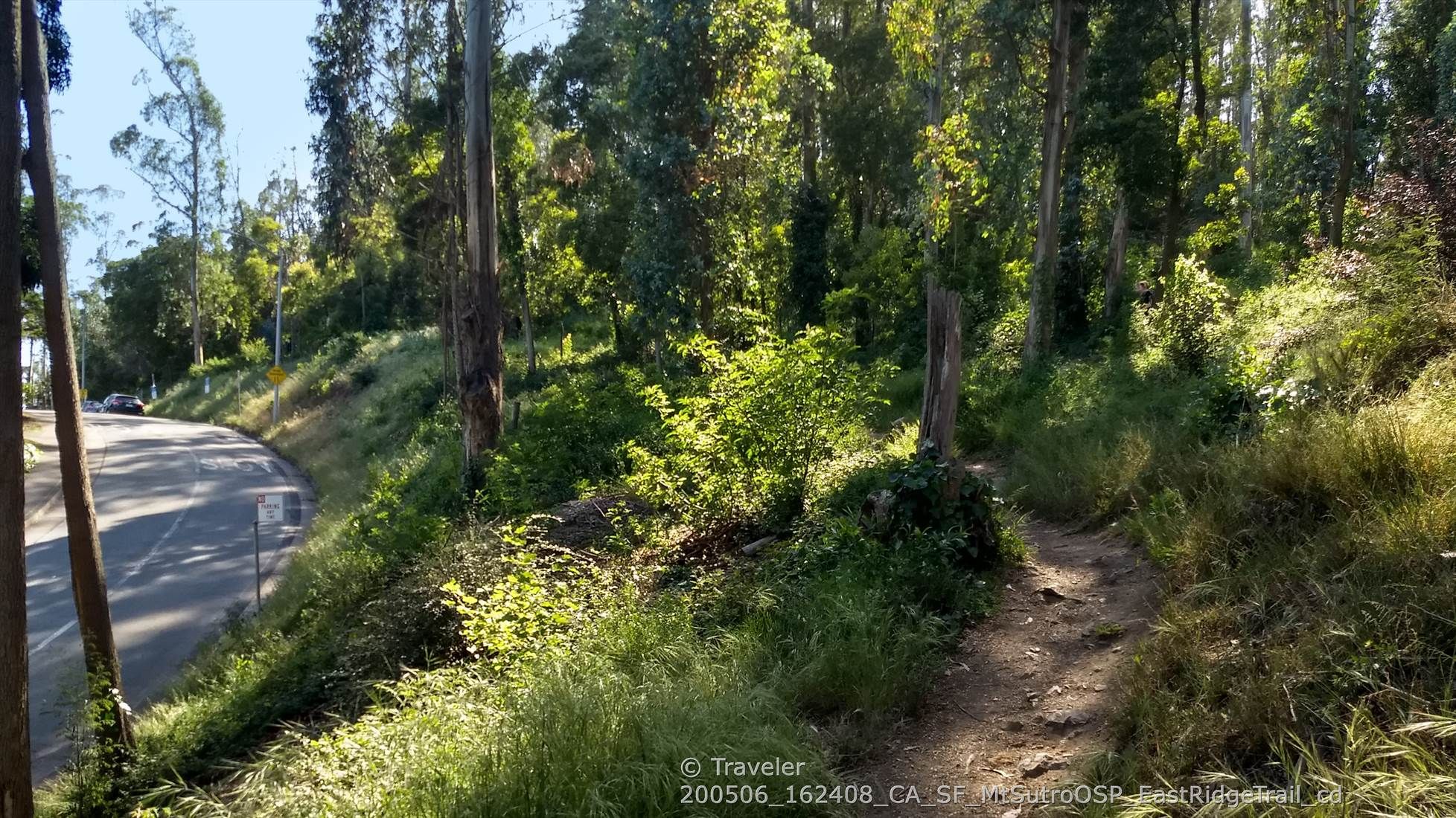Dirt path through a sunlit forest of tall trees, next to a road. - Sutro Tower Trail 🗼 – Laguna Honda Lake loop from Civic Center