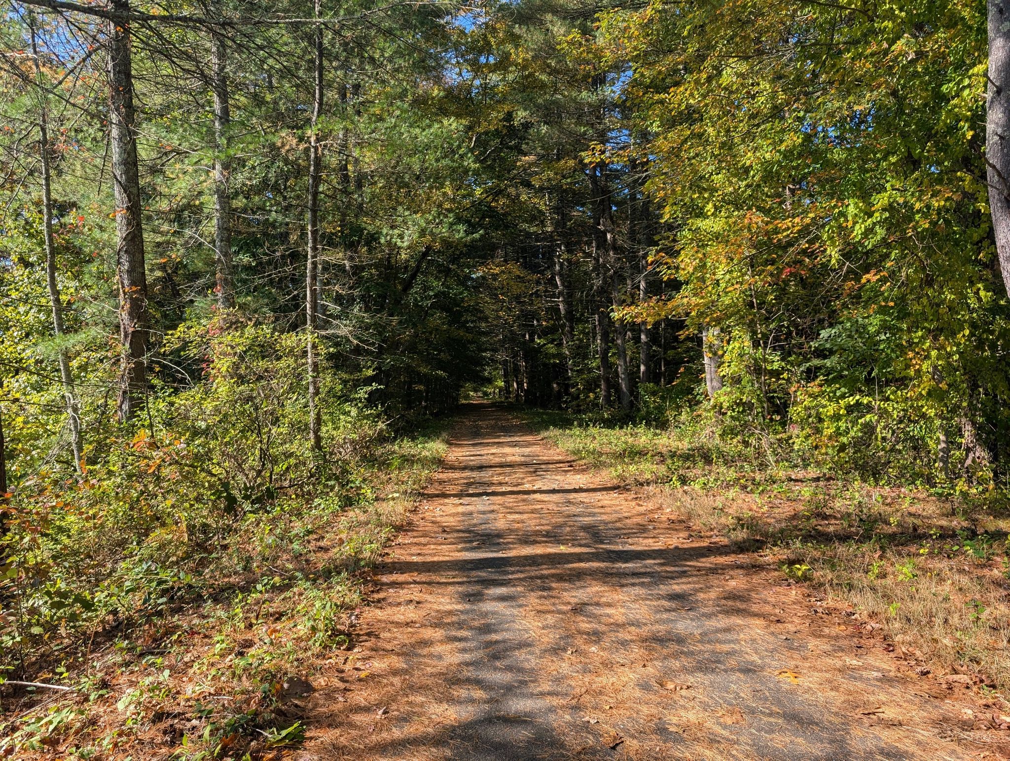 A dirt path through a sun-dappled forest with green and autumn foliage. - Nashua River Rail Trail