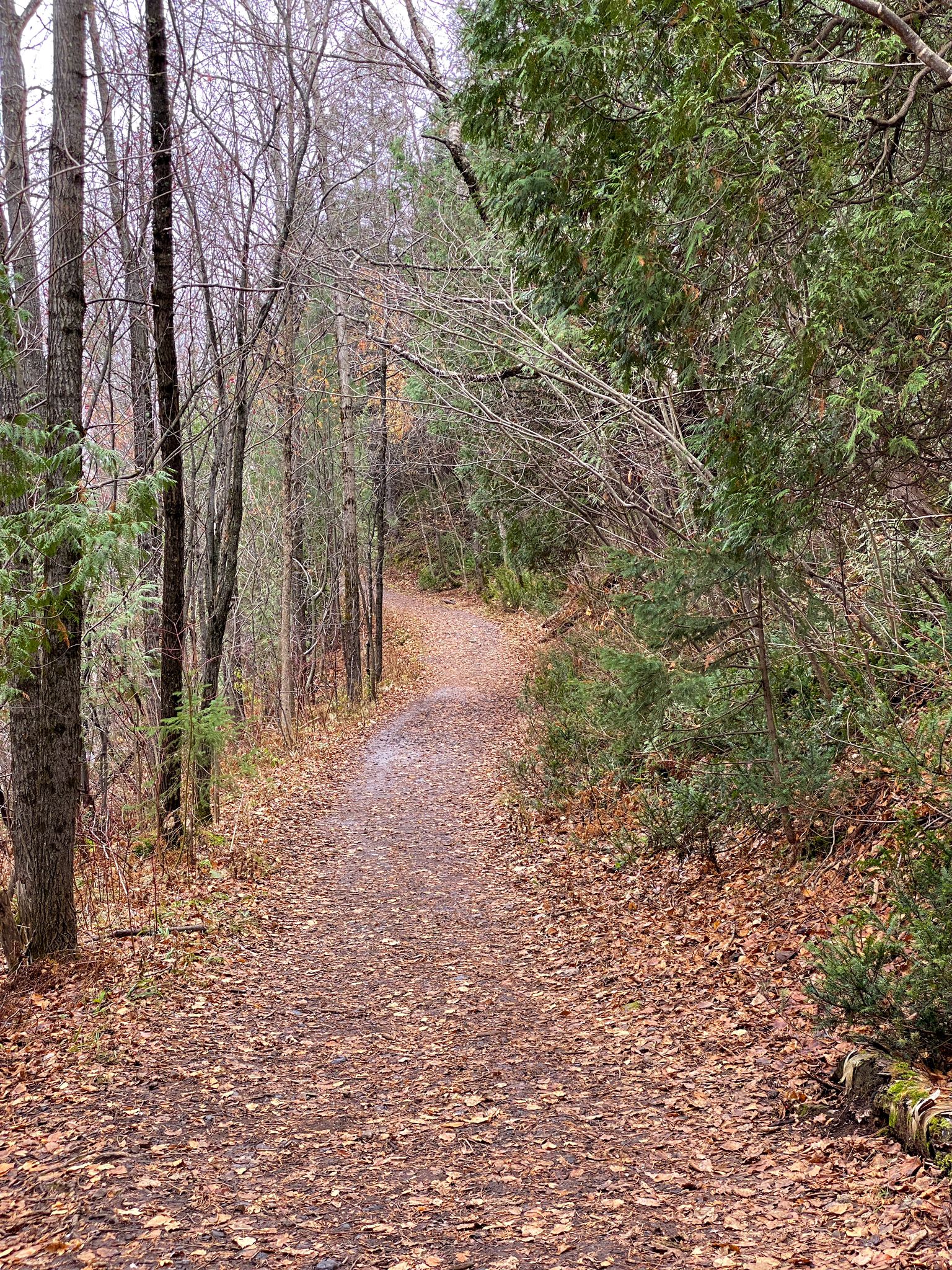 A leaf-covered dirt path winds through a dense, overcast forest. - Chester Park Trail Overlook loop from University of Minnesota Duluth
