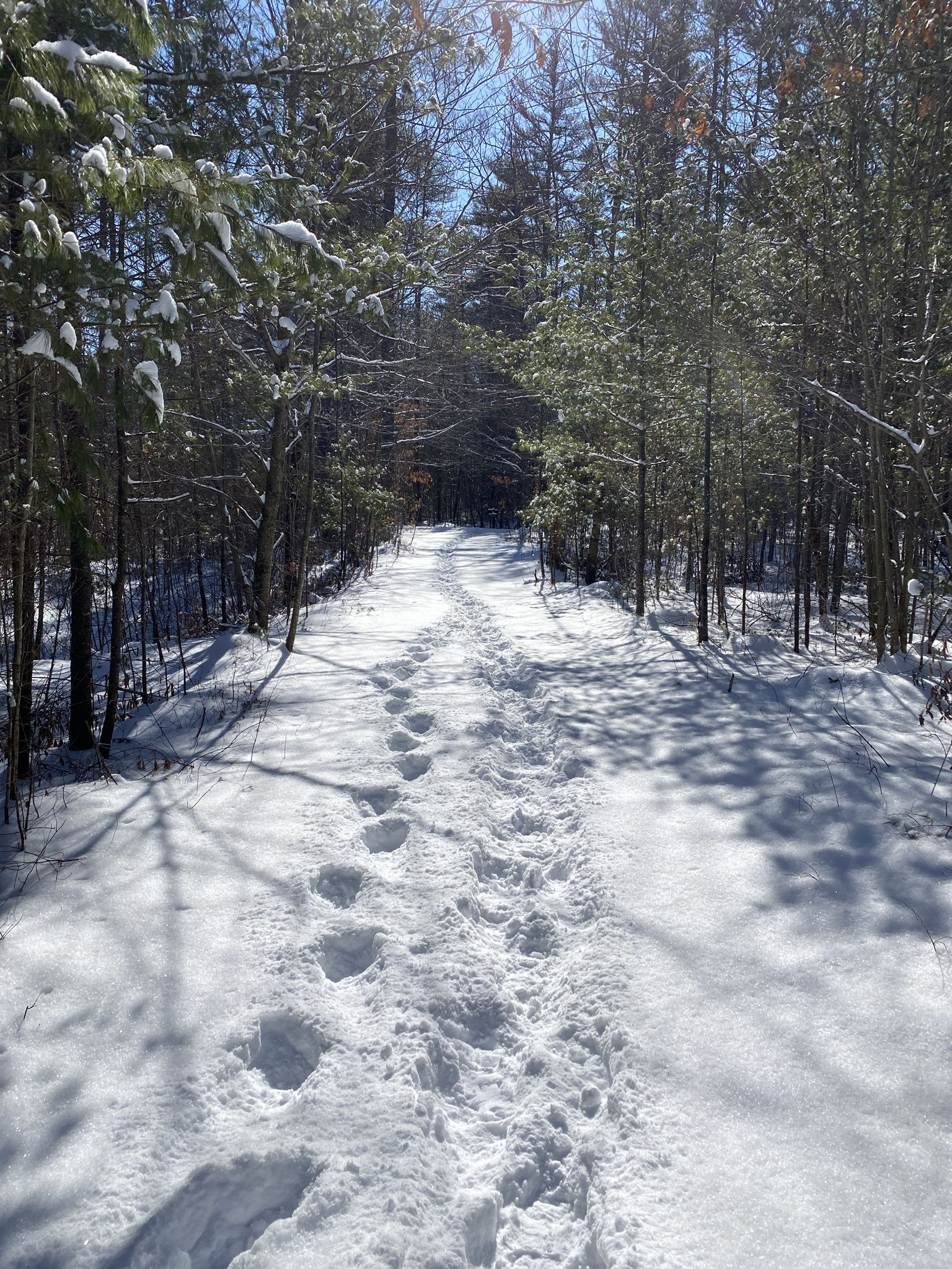 Snow-covered forest path with footprints under bright sunlight. - Hayes Marsh – Hayes Marsh loop from Wildlife Management Area
