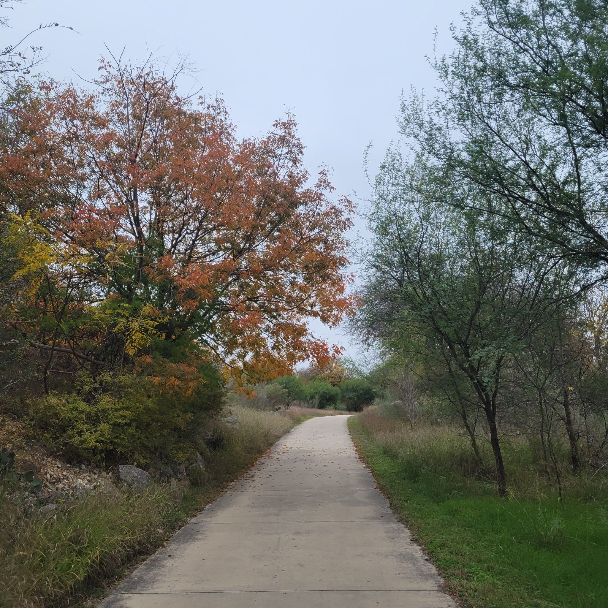 A paved path winds between trees, one with orange leaves, under an overcast sky. - Roadbike loop from Holmes High School