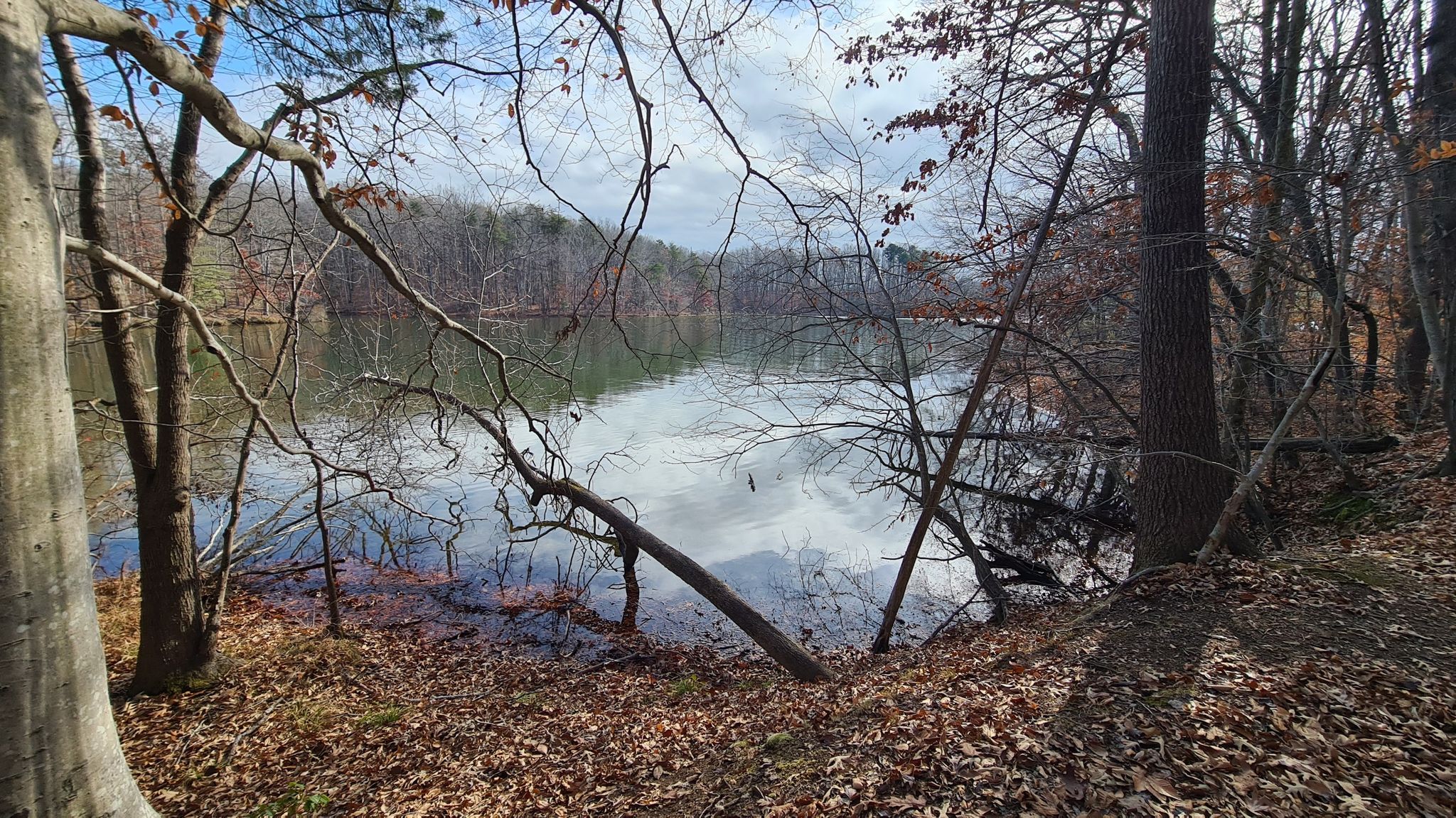 Bare trees frame a calm lake reflecting the sky on a bright day. - Lake Anna – Lake Anna State Park loop from Lake Anna State Park