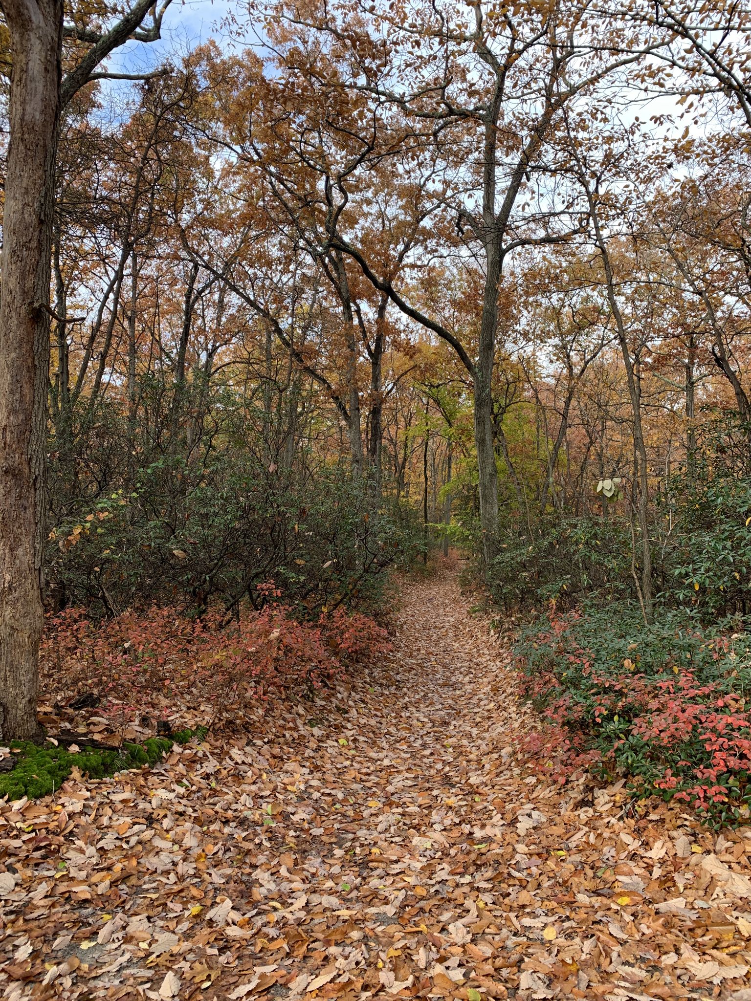 A path covered in fallen autumn leaves winds through a colorful forest. - Main Trail and Loop – Gloucester Park loop from Gloucester Township
