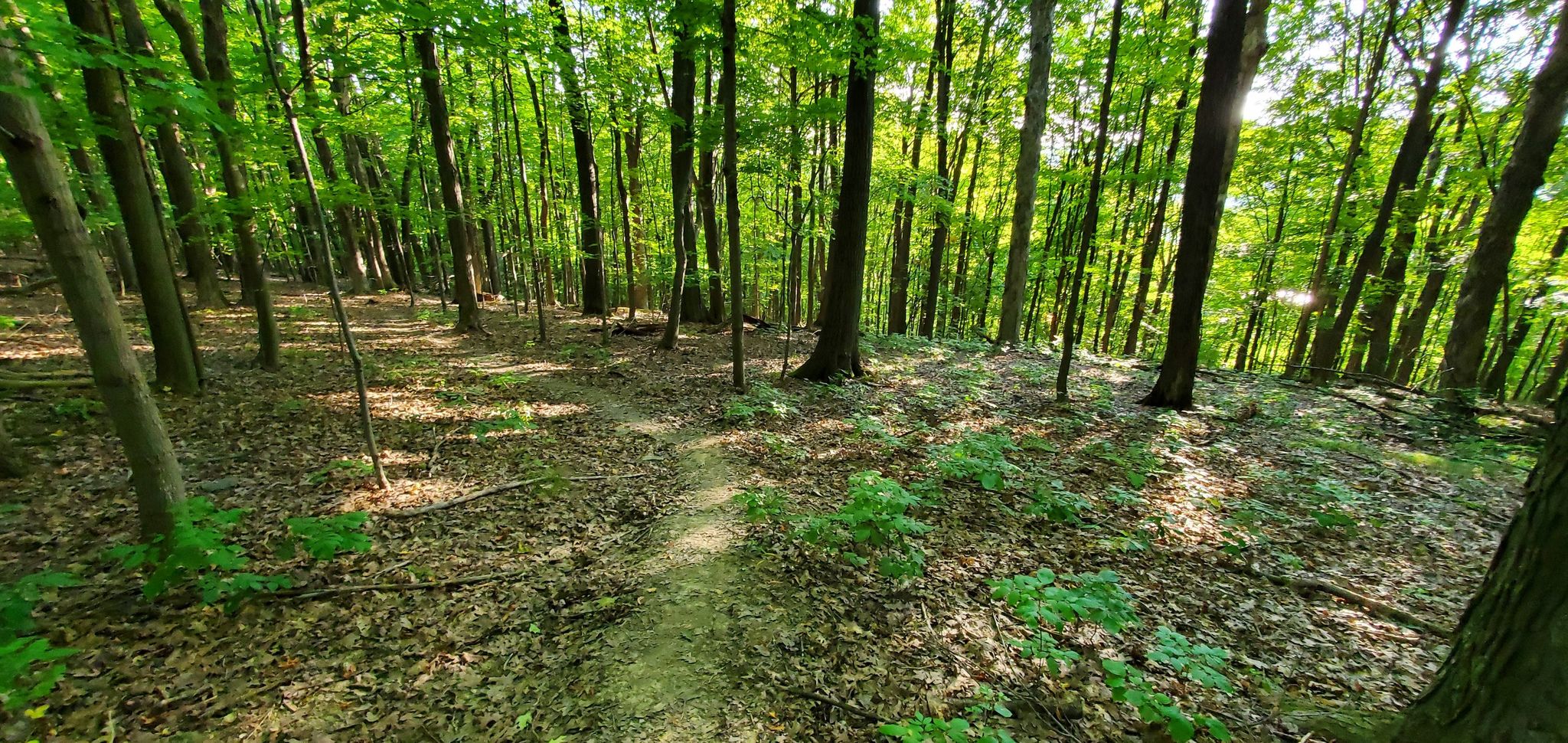 Winding dirt path through a sunlit, dense green forest. - Canadice Lake via Rob's Trail