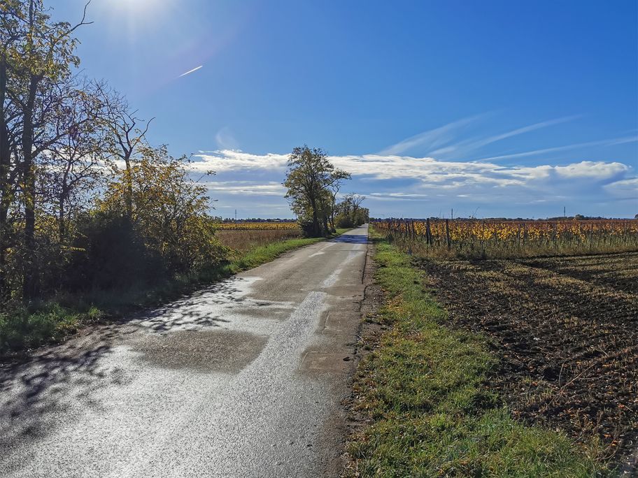 Radweg Richtung Frauenkirchen
