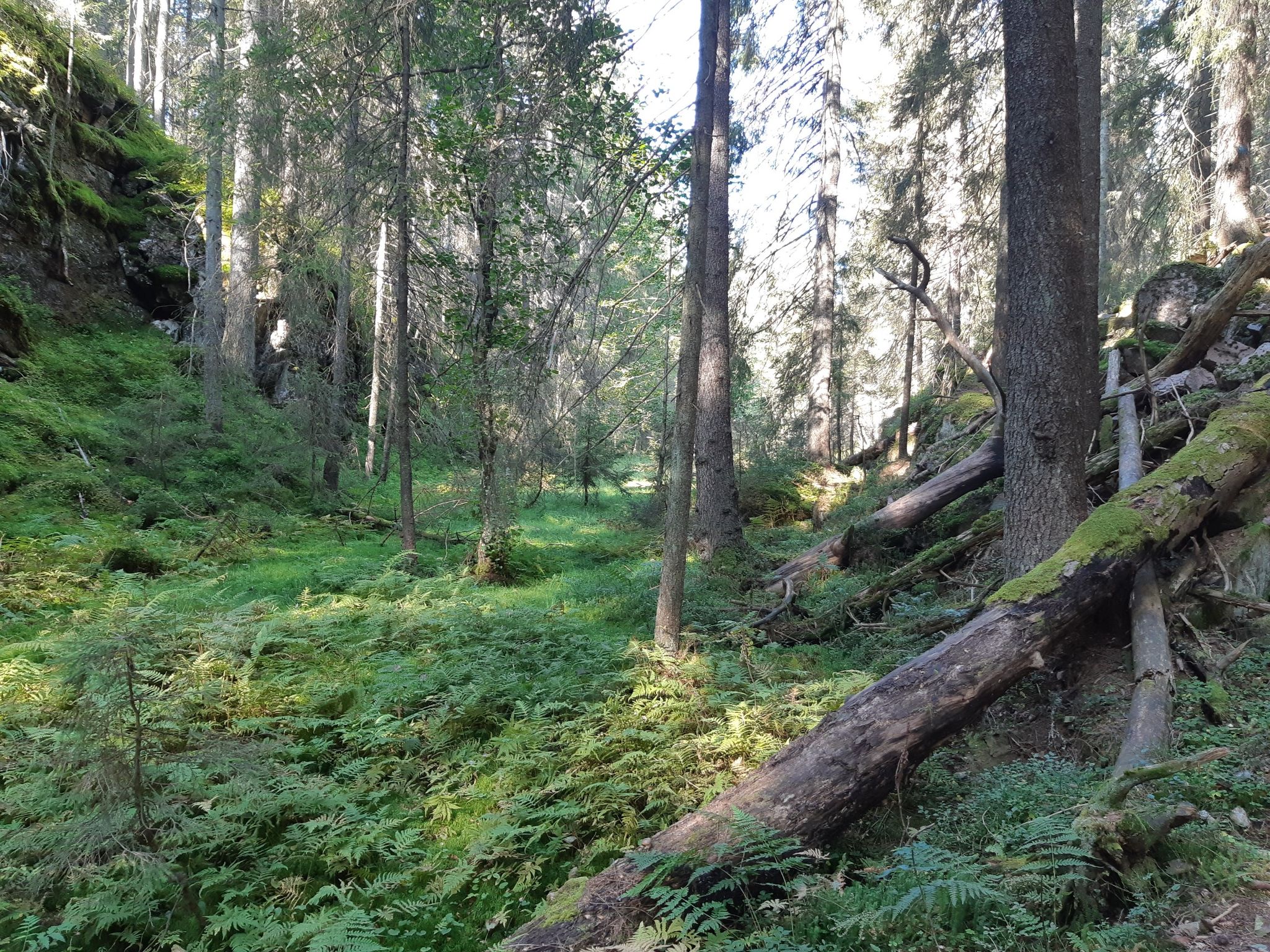 vakker mosedal