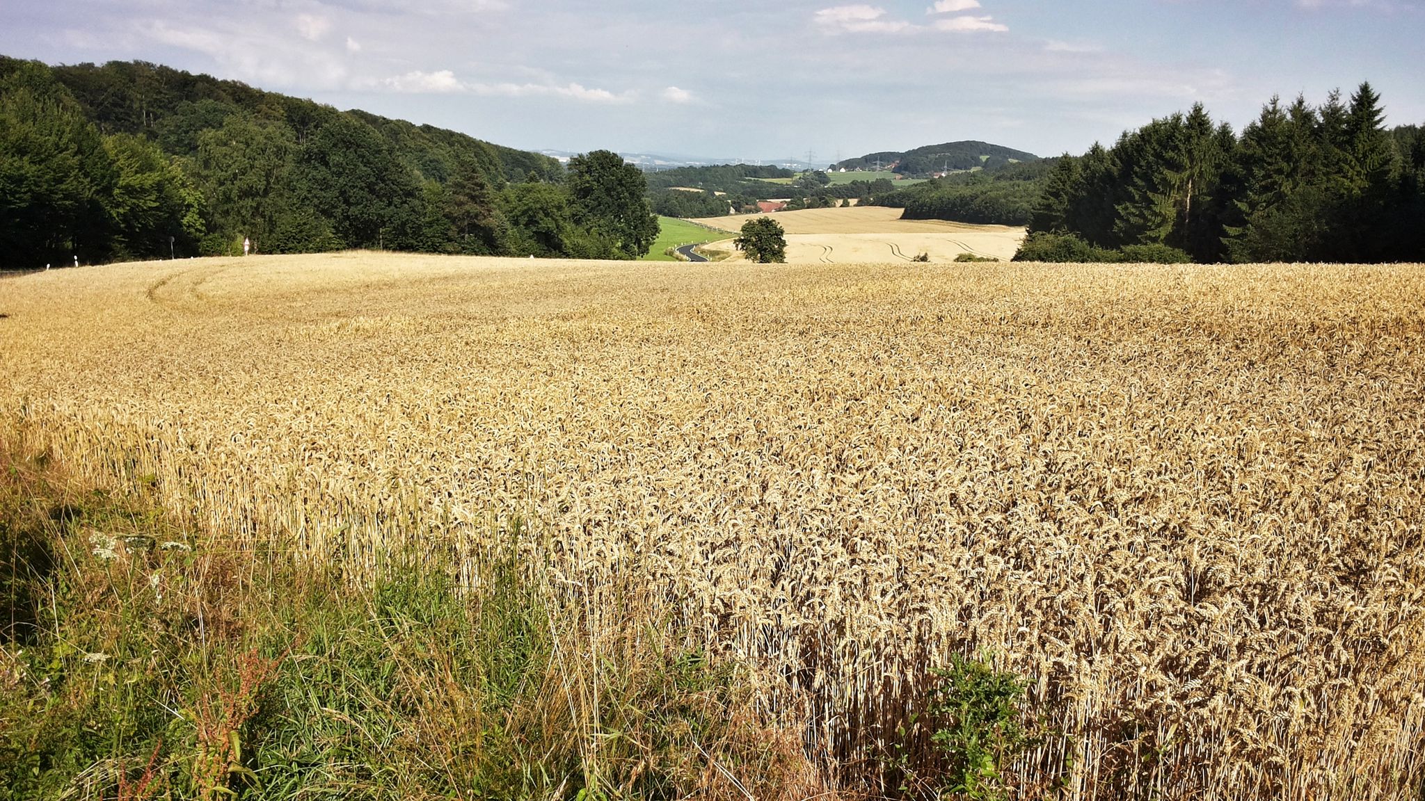 "Selhausenstraße" - Blick Richtung Ubbedissen