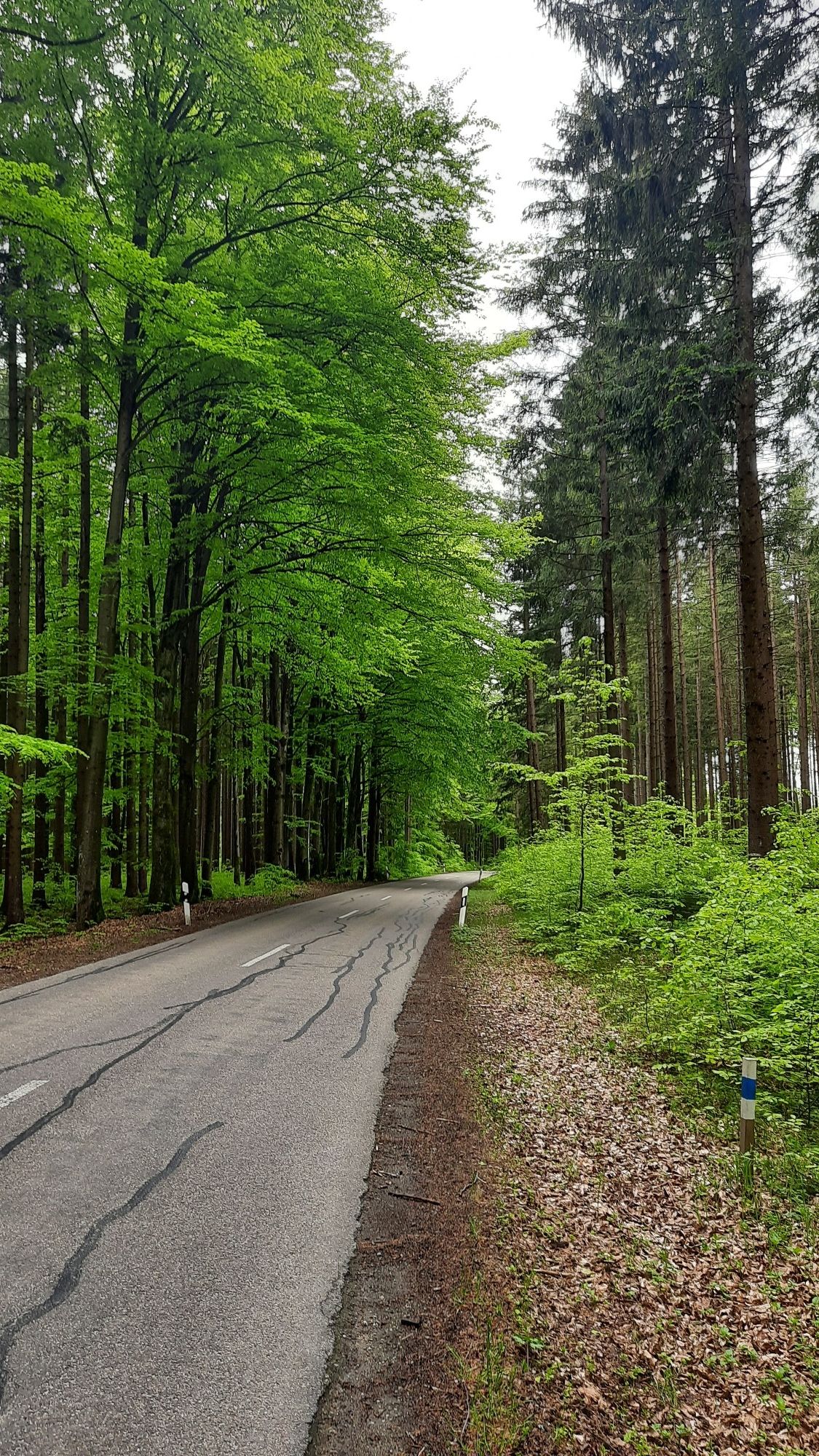 mitten im Wald 