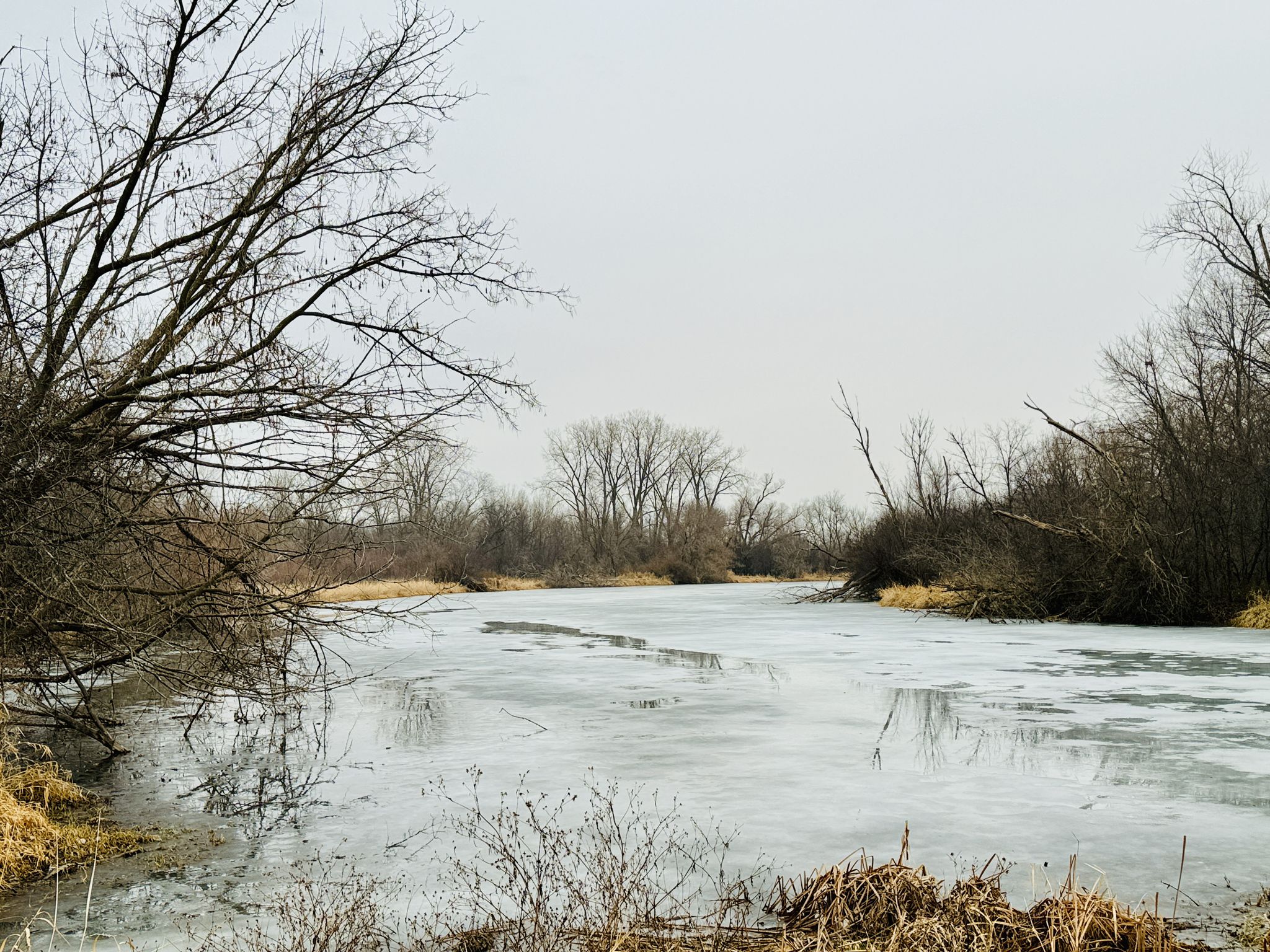 Frozen pond surrounded by bare trees and dry reeds on a grey day. - Rice Lake Loop Trail
