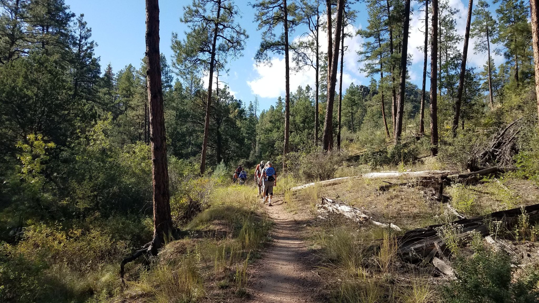 Group of hikers on a dirt path through a sunny pine forest. - Javelina Trail #332