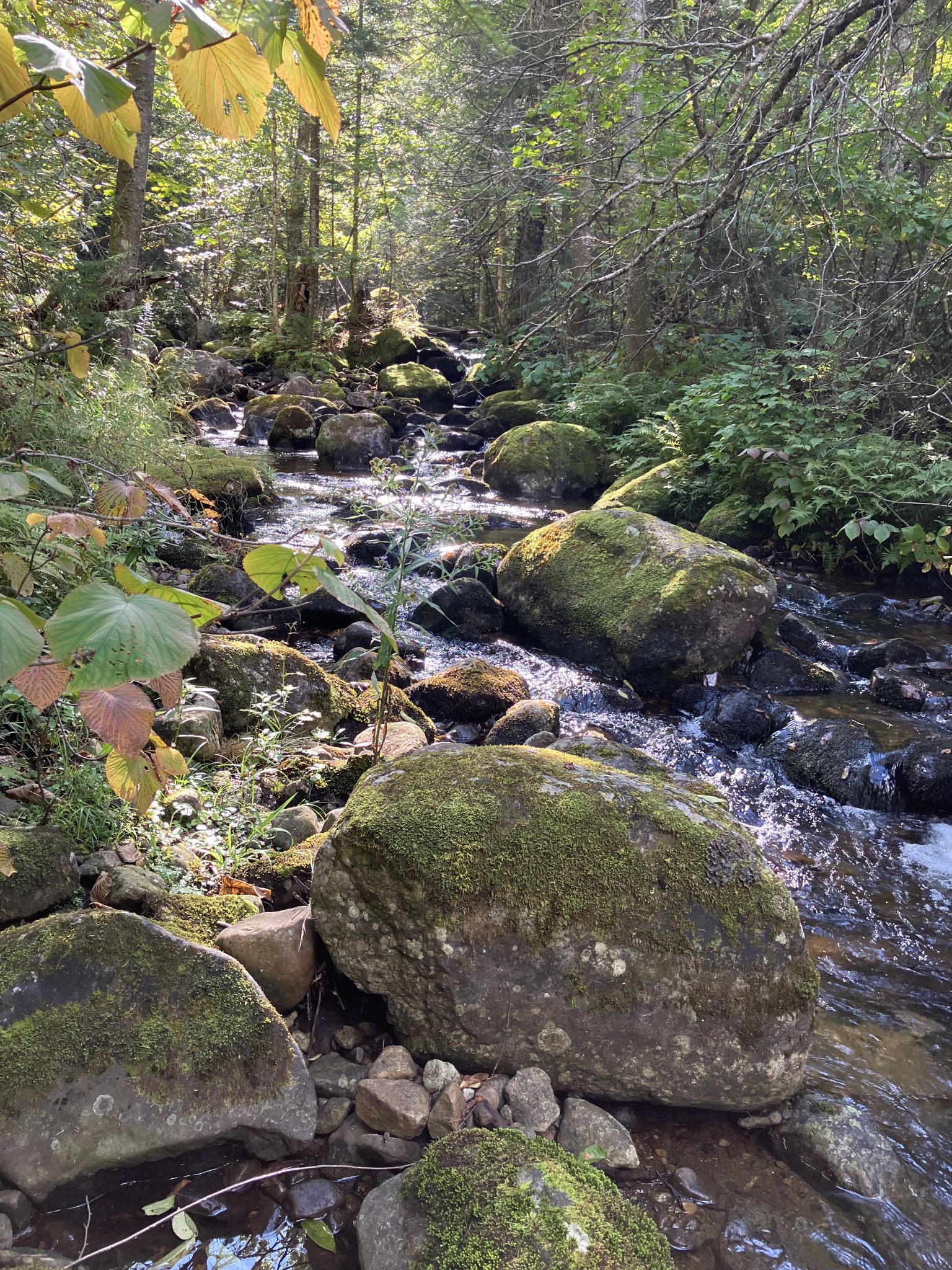 A clear forest stream flows over mossy rocks in dappled sunlight. - Big Crow & Nun-Da-Ga-O Ridge loop
