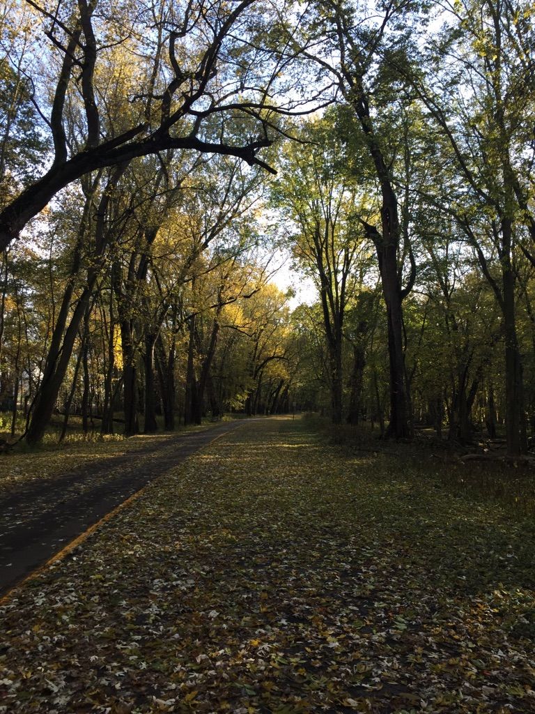 Forest path covered in autumn leaves, with dappled sunlight filtering through trees. - Millennium Park – The Universal Boardwalk loop from The Delta Plex