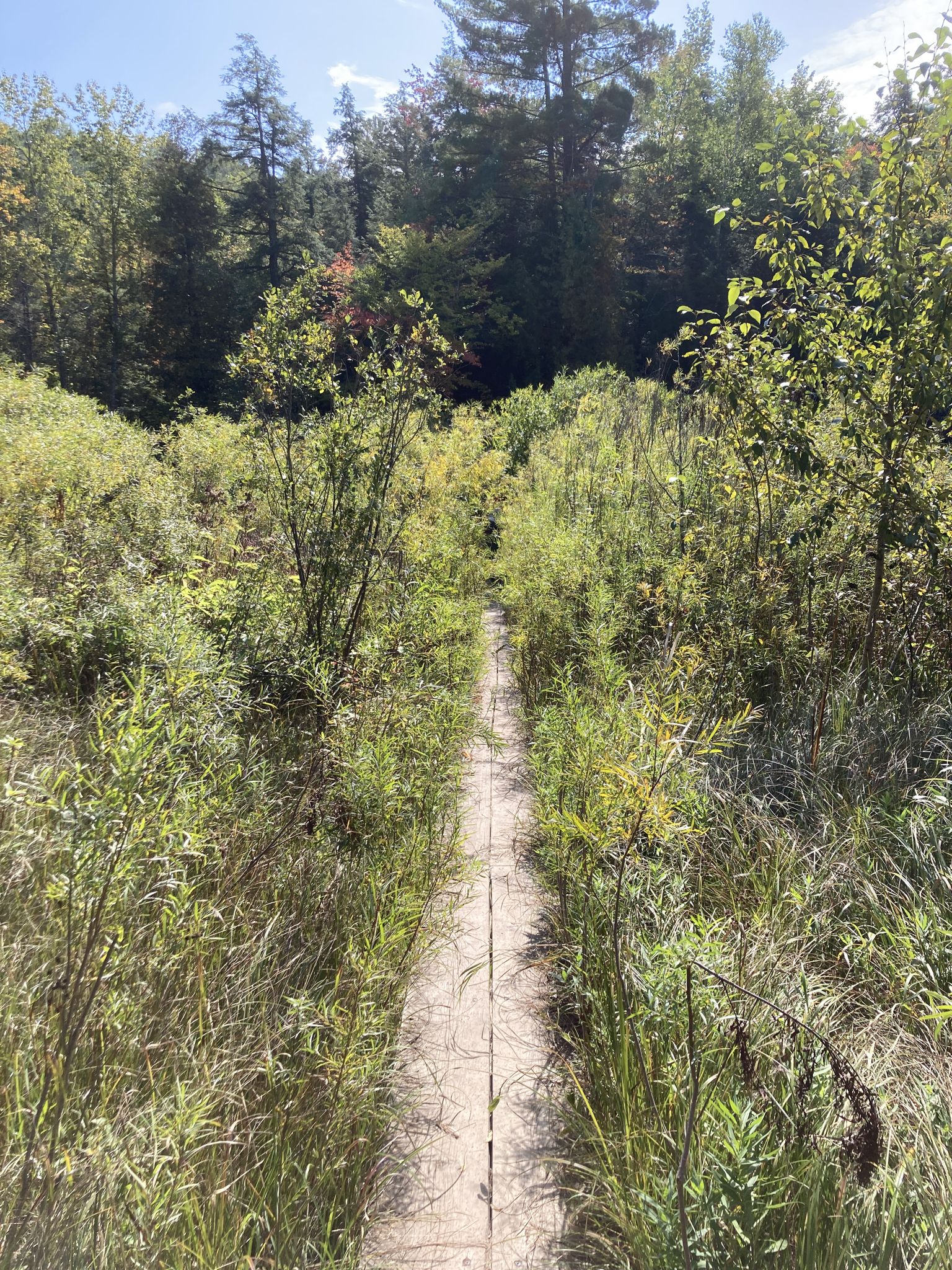 A narrow wooden boardwalk extends through tall green marshy vegetation on a sunny day. - Slagle Creek Overlook loop from Red Bridge Lookout Tower
