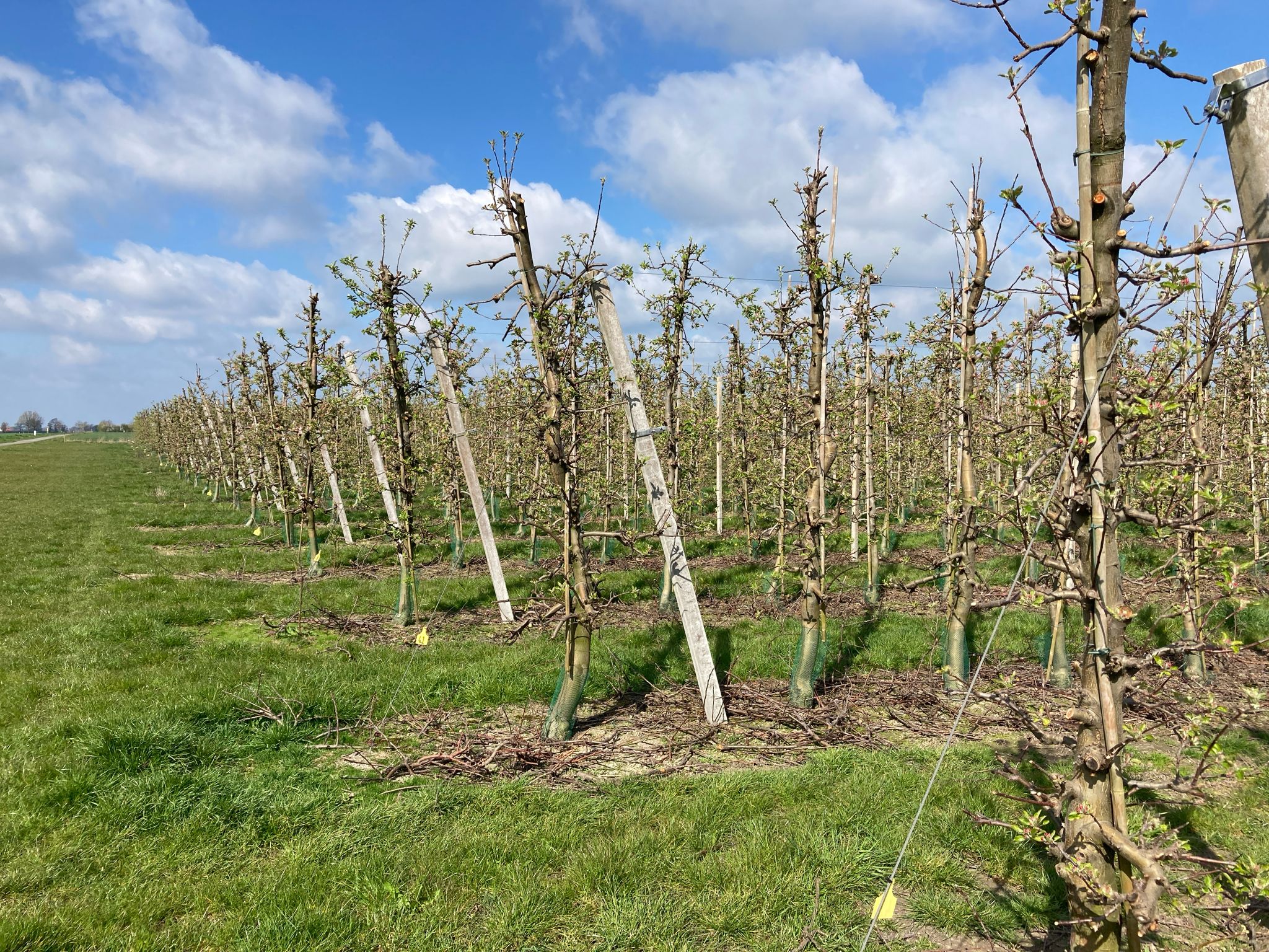 Apfelbaumplantage zwischen Beckedorf und Lindhorst