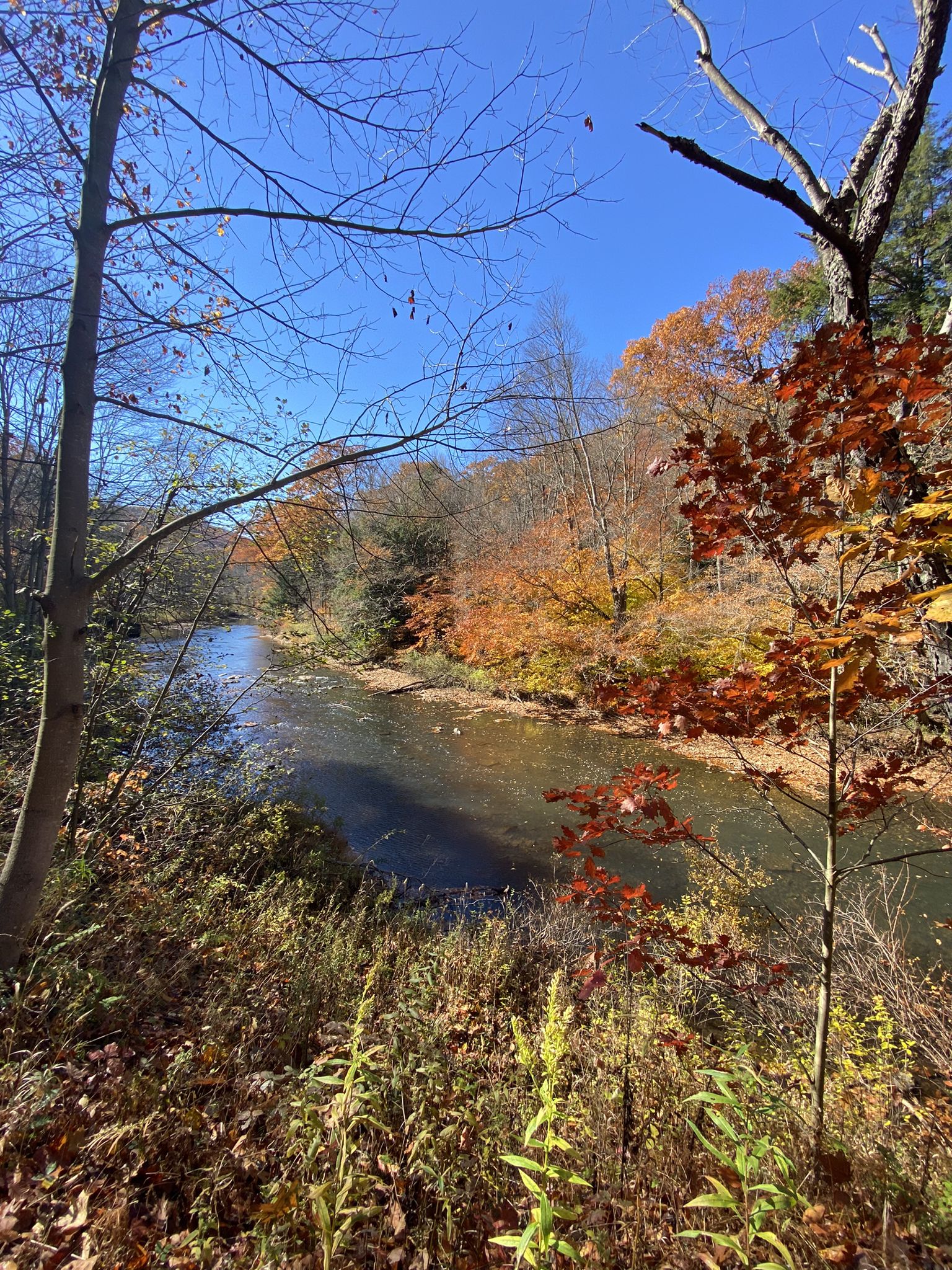 A river flows through a vibrant autumn forest under a clear blue sky. - Clarion-Little Toby Creek Trail