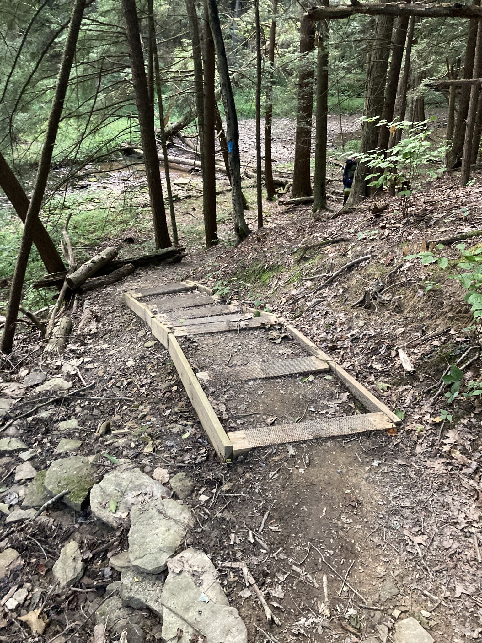 Wooden ramp on a dirt trail ascending a slope in a wooded area. - North Country Trail: Sugar Run to Handsome Lake