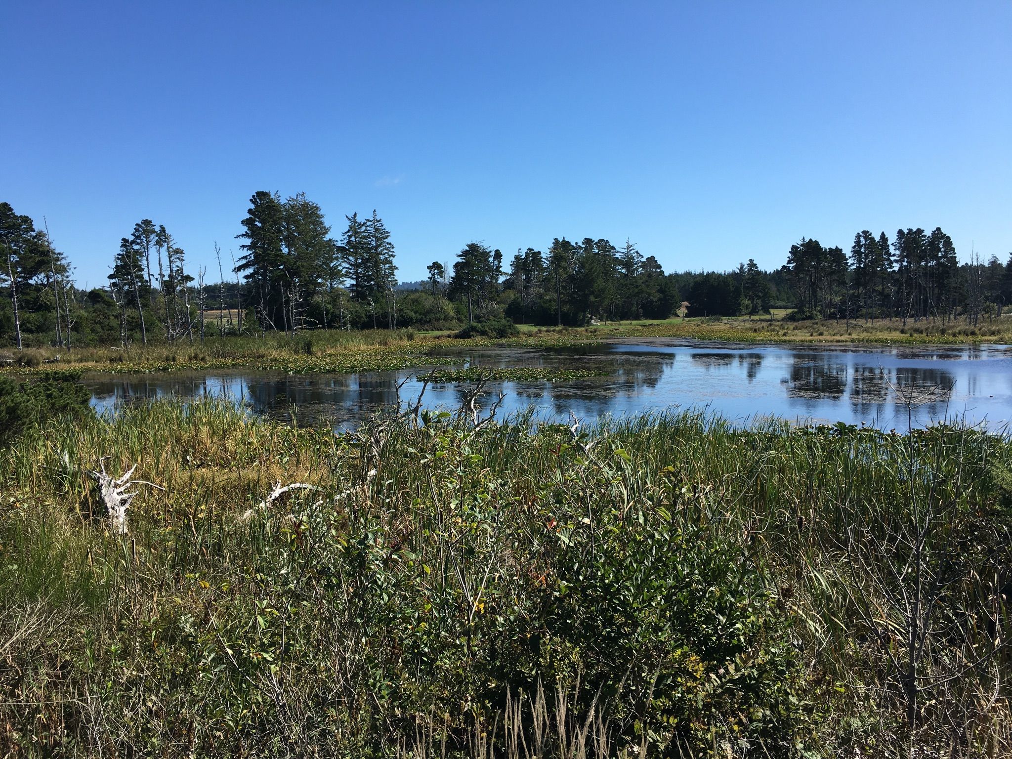Sunny wetland with calm water, tall grass, and distant trees under blue sky. - Bandon loop via Oregon Coast Scenic Bikeway