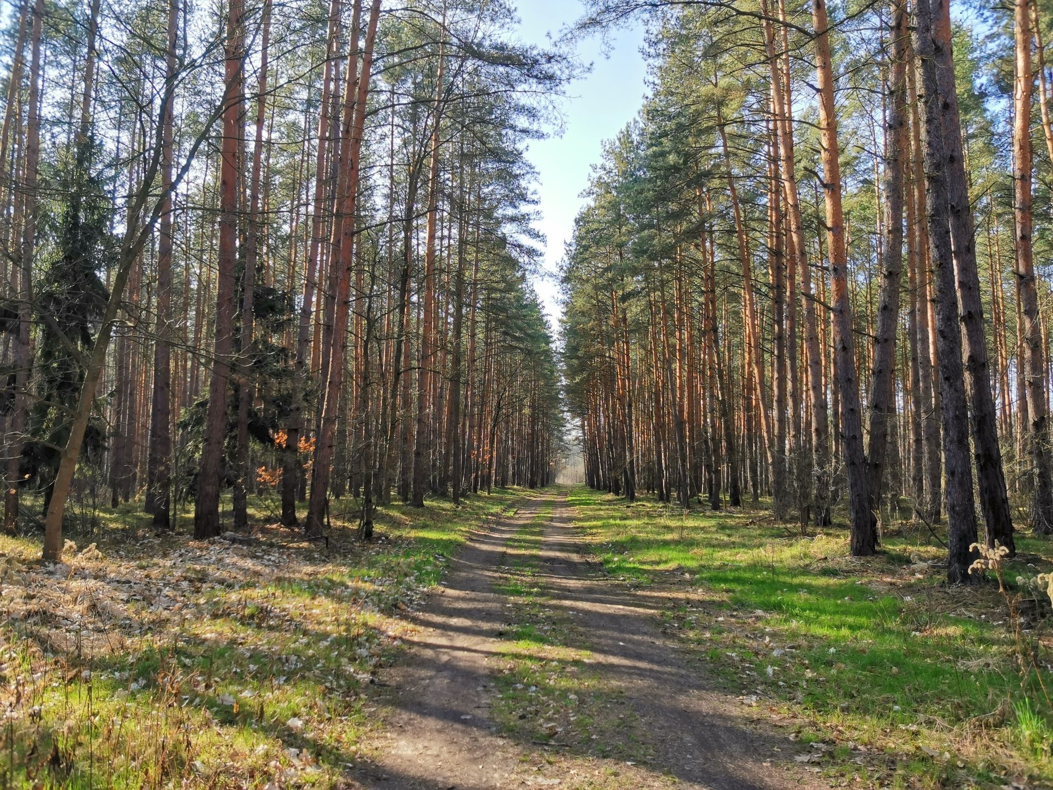 Las Mokrzański