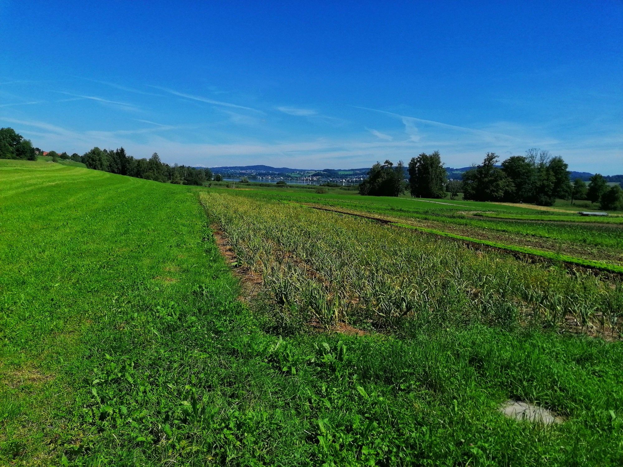 Pfäffkersee