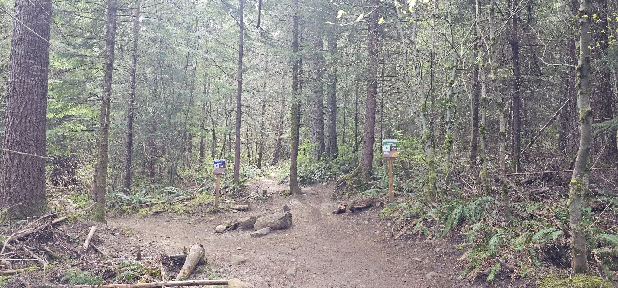 Fork in a dirt trail through a dense, tall evergreen forest. - Stan's Overlook – Raging River State Forest loop from DNR