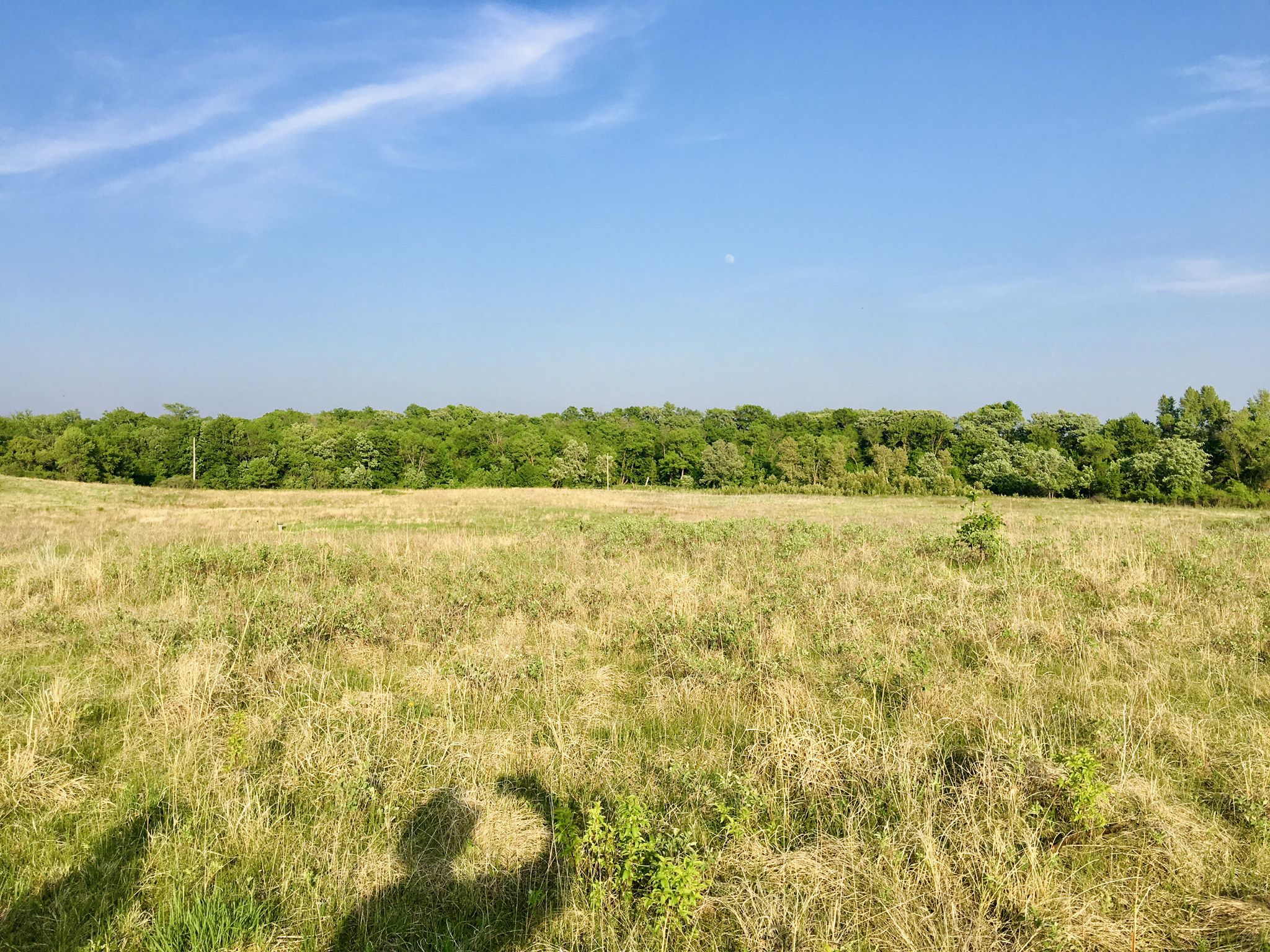 Sunny field with tall grass, distant trees, and a person's shadow. - Old Grade to River View to Wide Sky Trail