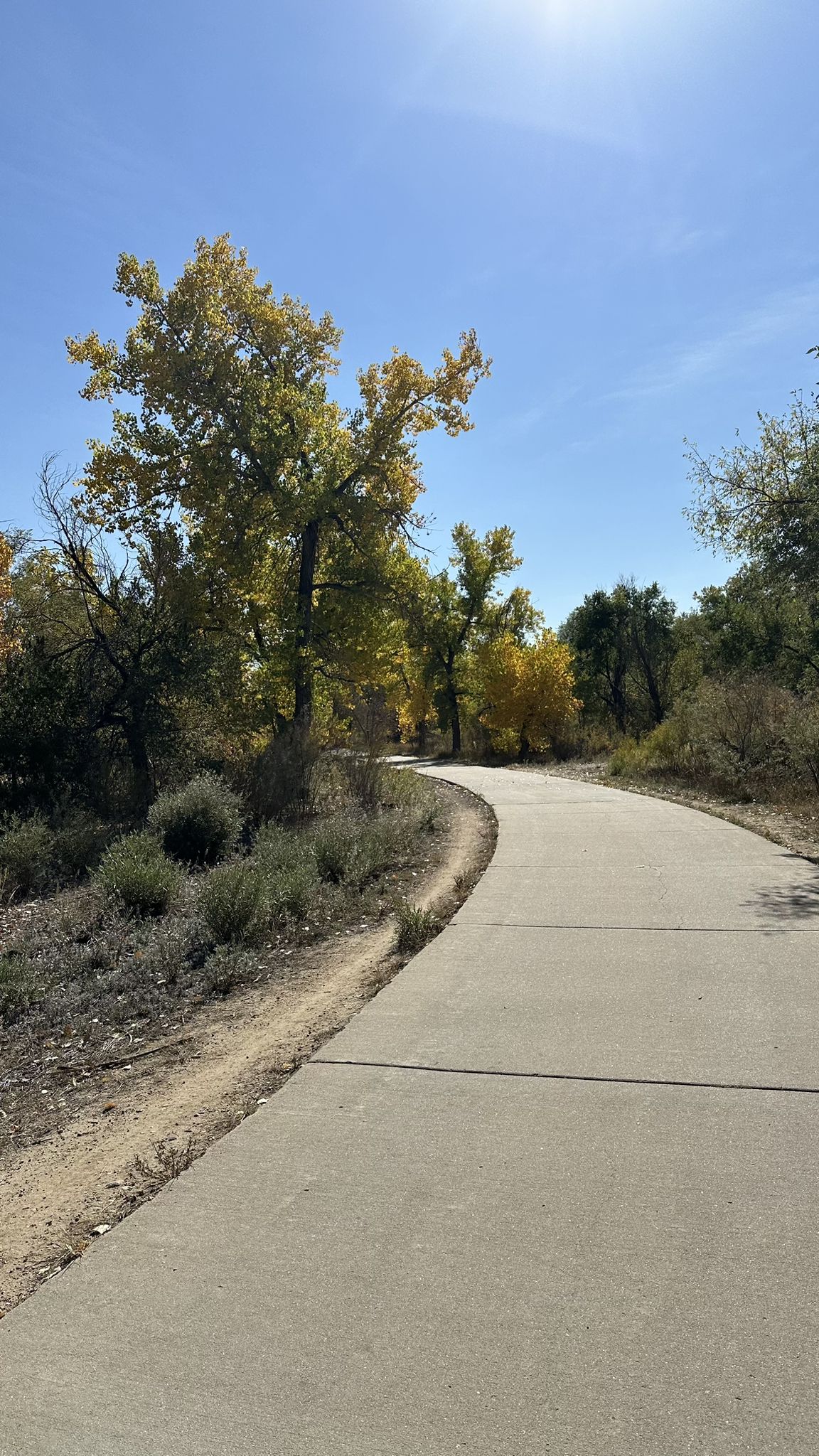 A curving paved path surrounded by trees with yellow and green leaves. - Cherry Creek Trail North – Four Mile Historic Park loop from Quebec St & E Iowa Ave