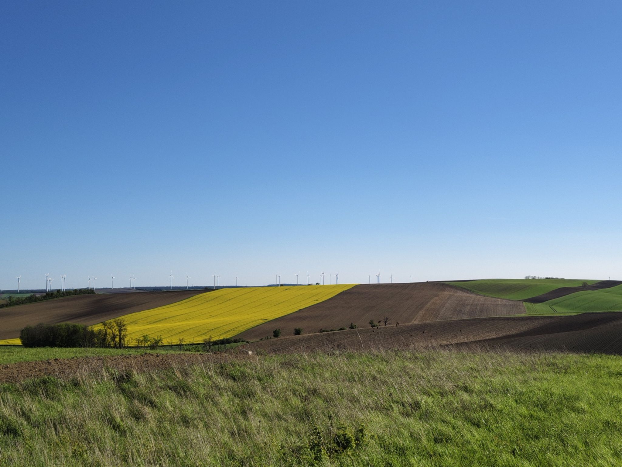 blühendes Rapsfeld...gelb und blau/wie Niederösterreich 