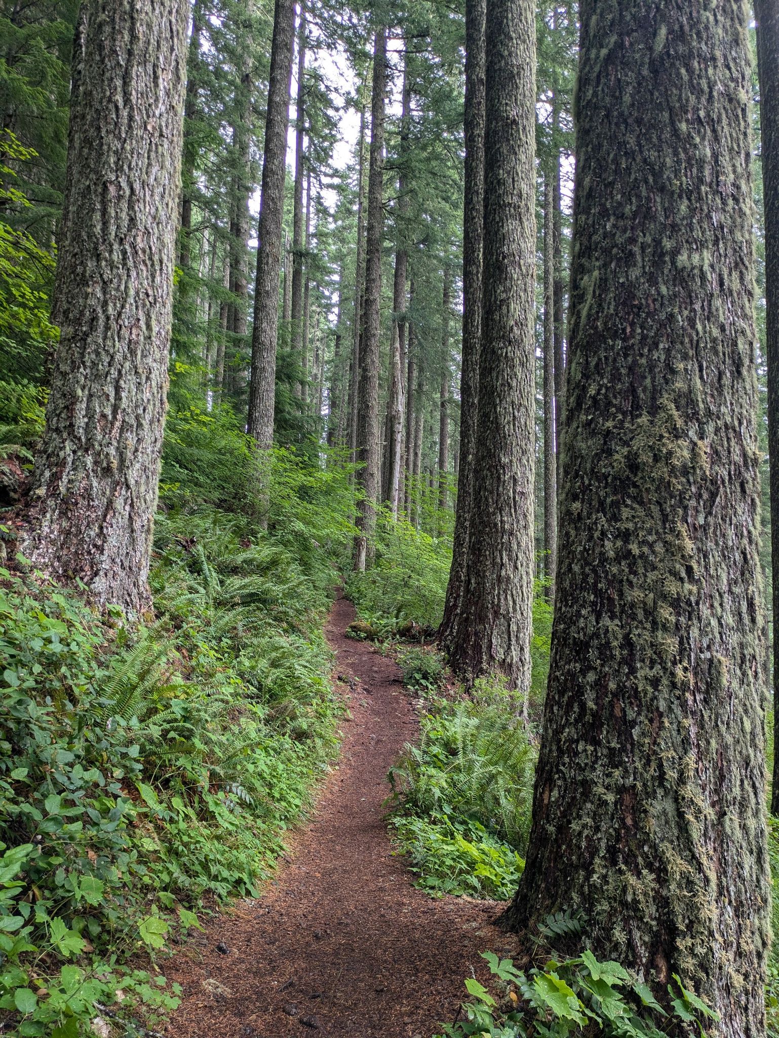 A narrow dirt path winds through a dense forest of tall, mossy trees. - Marys Peak East Ridge and North Ridge Loop