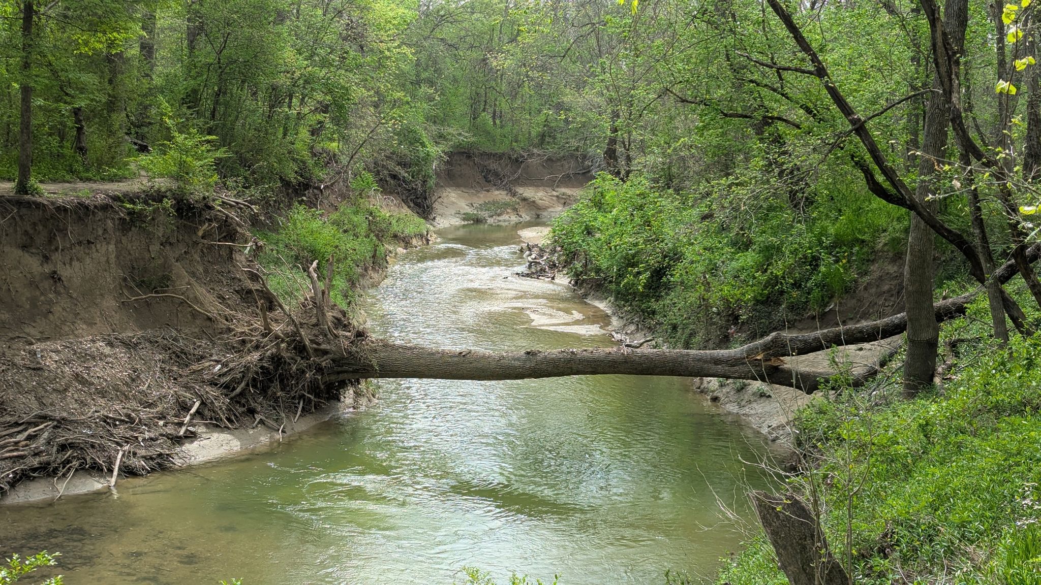 A fallen log bridges a winding stream in a lush green forest. - Redbud and Caddo Trail Loop
