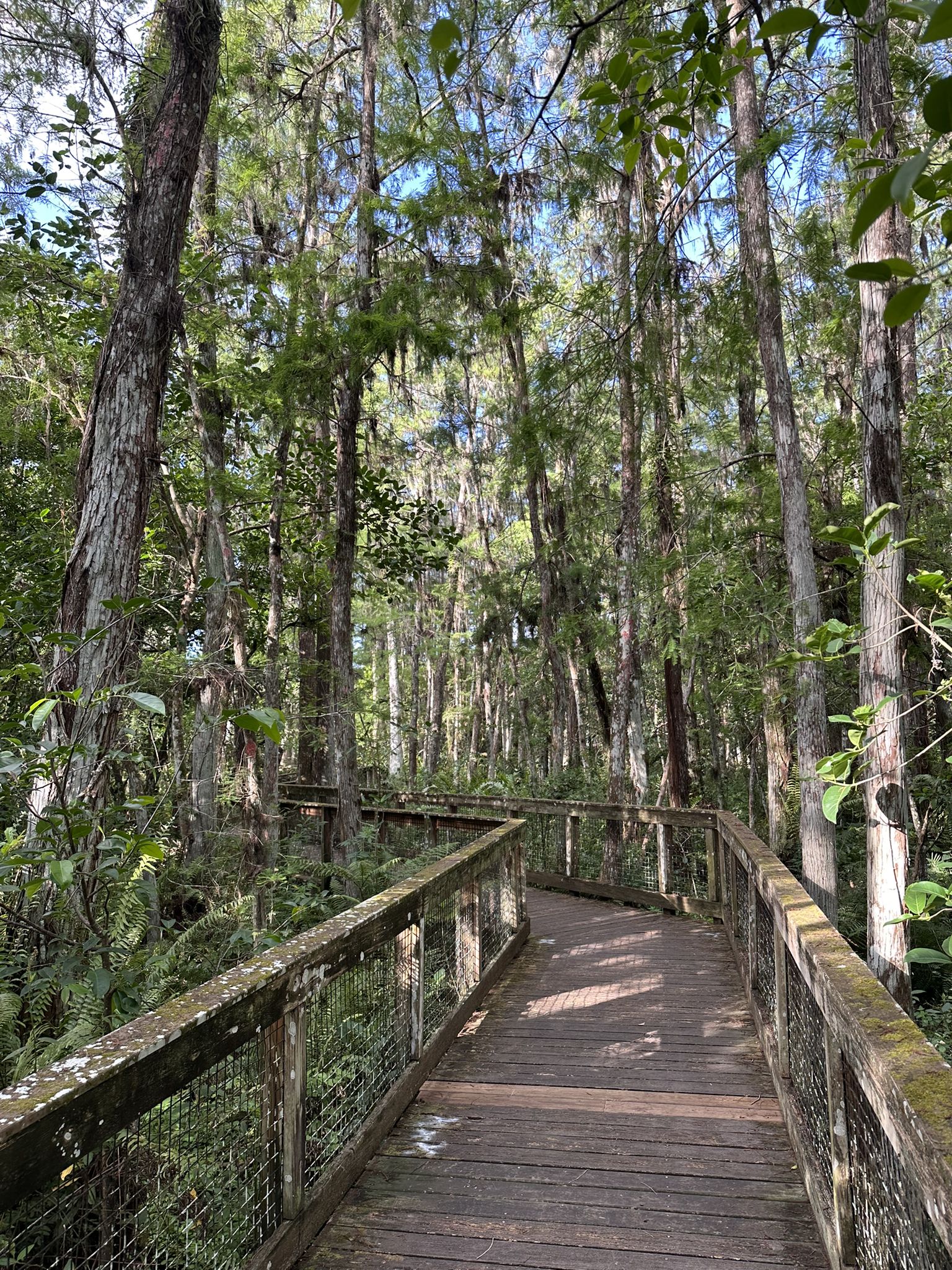 A wooden boardwalk winds through a dense, sun-dappled forest with tall trees. - Cypress Trail & Marsh Trail loop