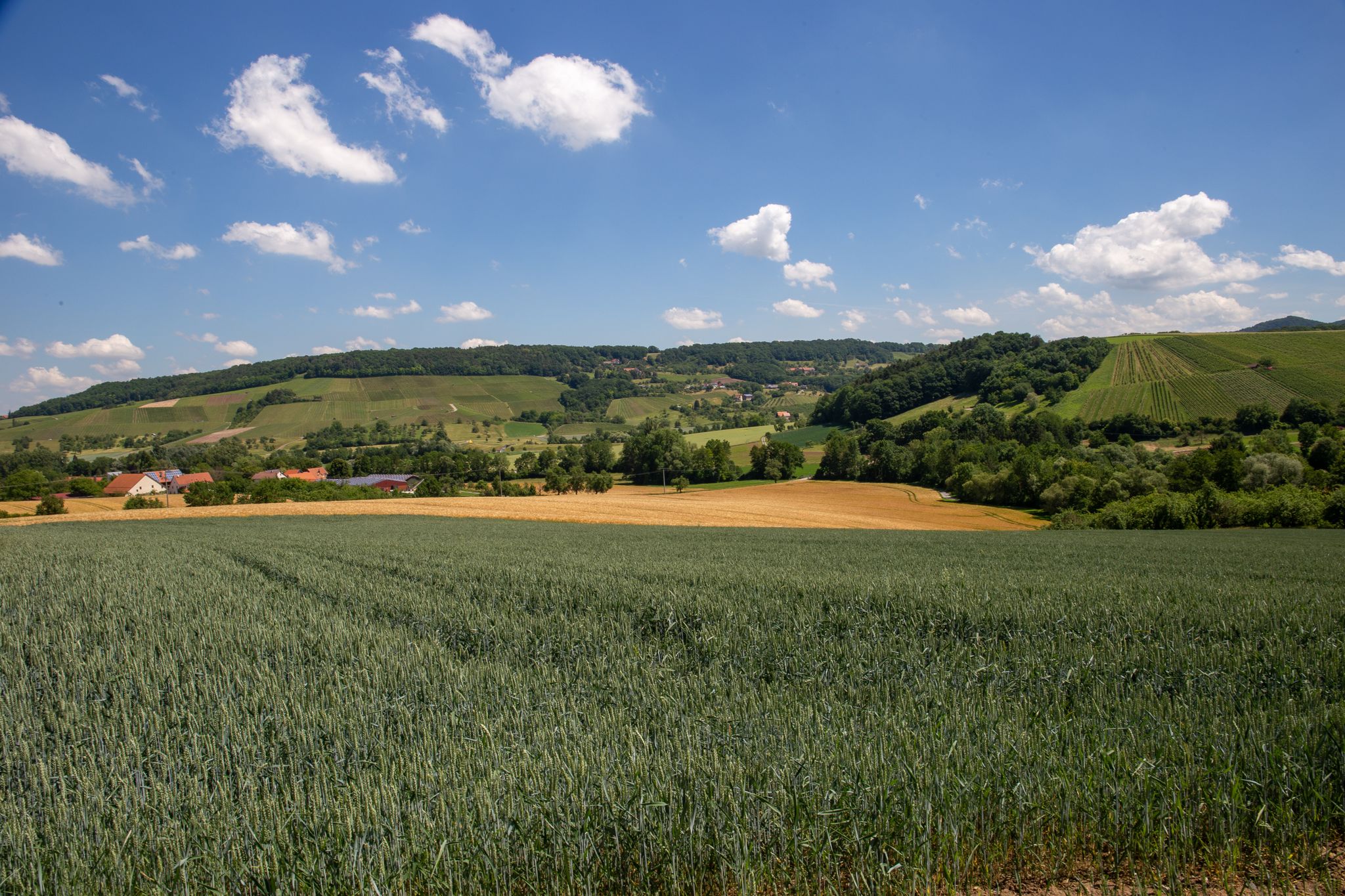 Typische Landschaft auf unserer Tour, Weinberge und Äcker. Fast ganz alleine unterwegs