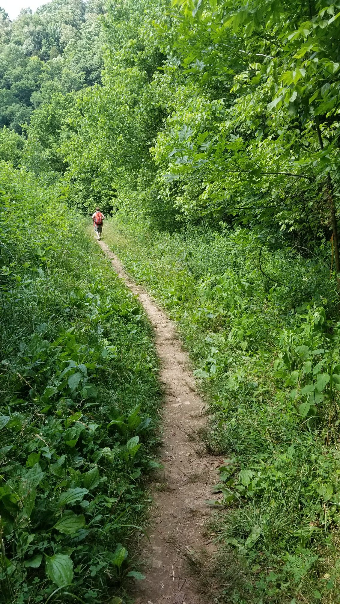A person walks away on a narrow dirt path through lush green vegetation. - Window Cliffs Trail