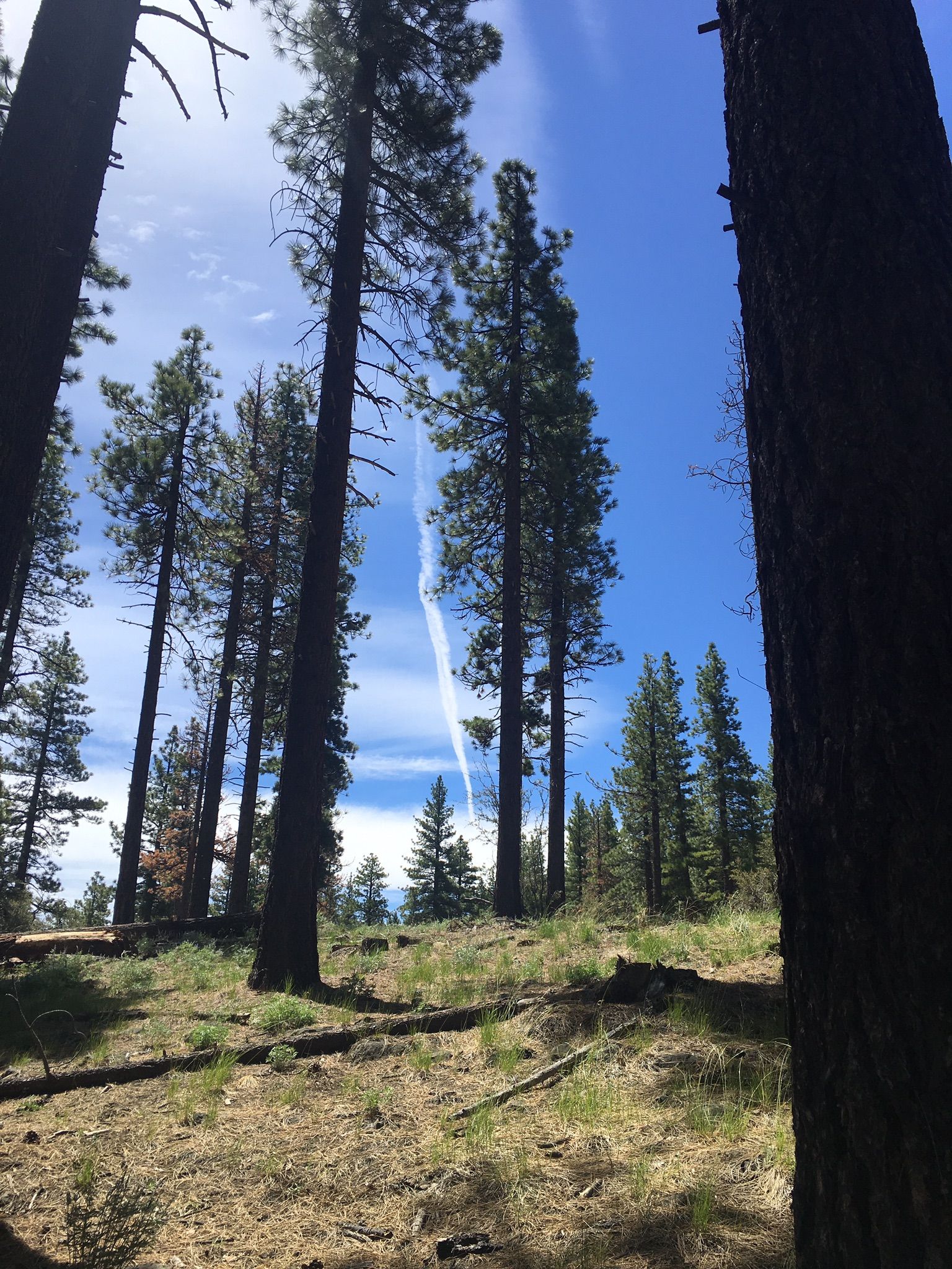 Tall pine trees reach towards a bright blue sky with a white contrail. - Jones/Whites Creek Loop