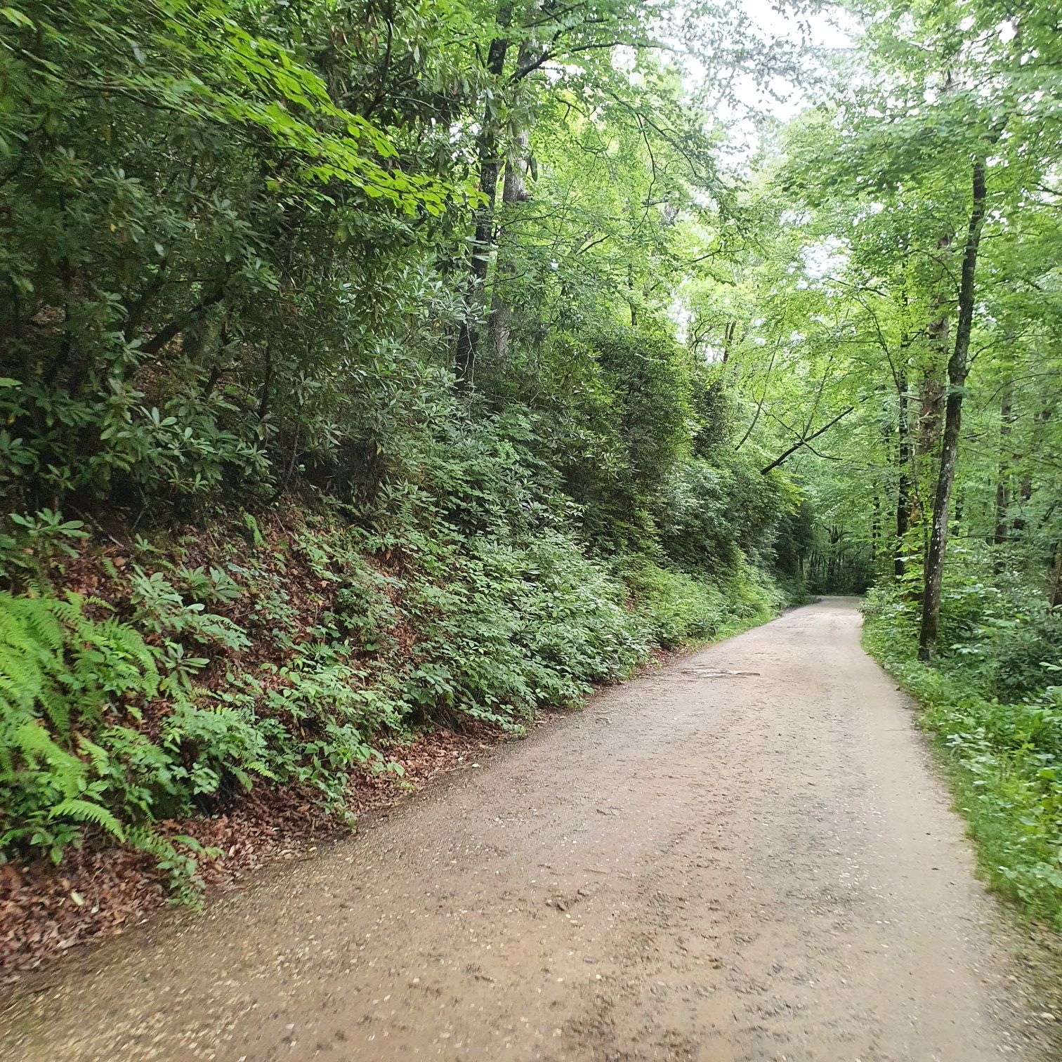 A dirt path winds through a lush green forest under soft, natural light. - Spencer Branch and Fletcher Creek Loop