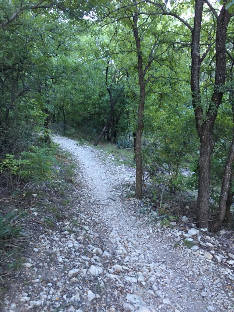 A rocky path winds through a dense green forest under soft light. - The Dam Drop Loop