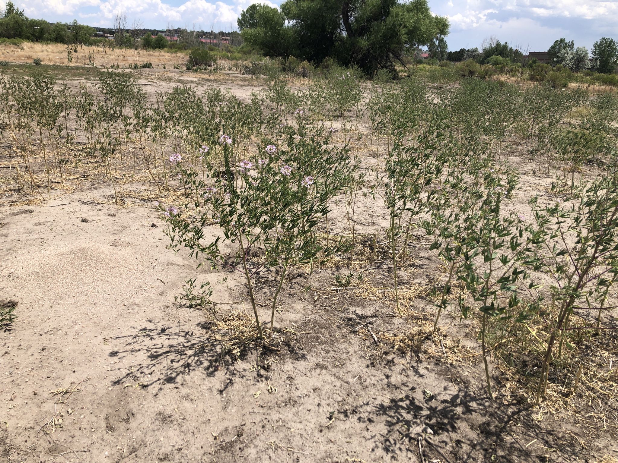 Sparse bushes with small pink flowers in a dry, sandy field. - Cherry Creek Regional Trail