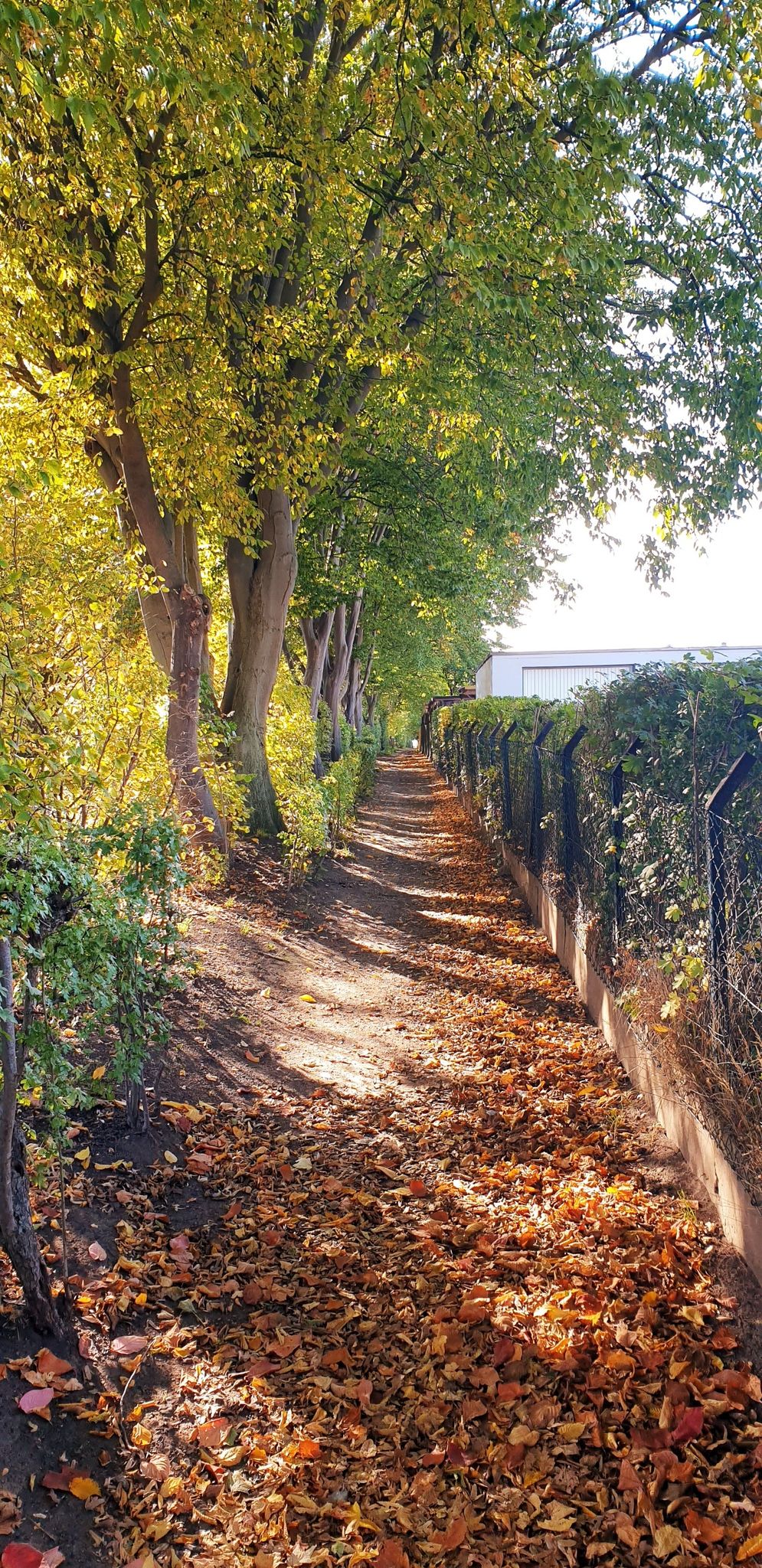 Herbstlich(t) parallel zur Springer Landstraße