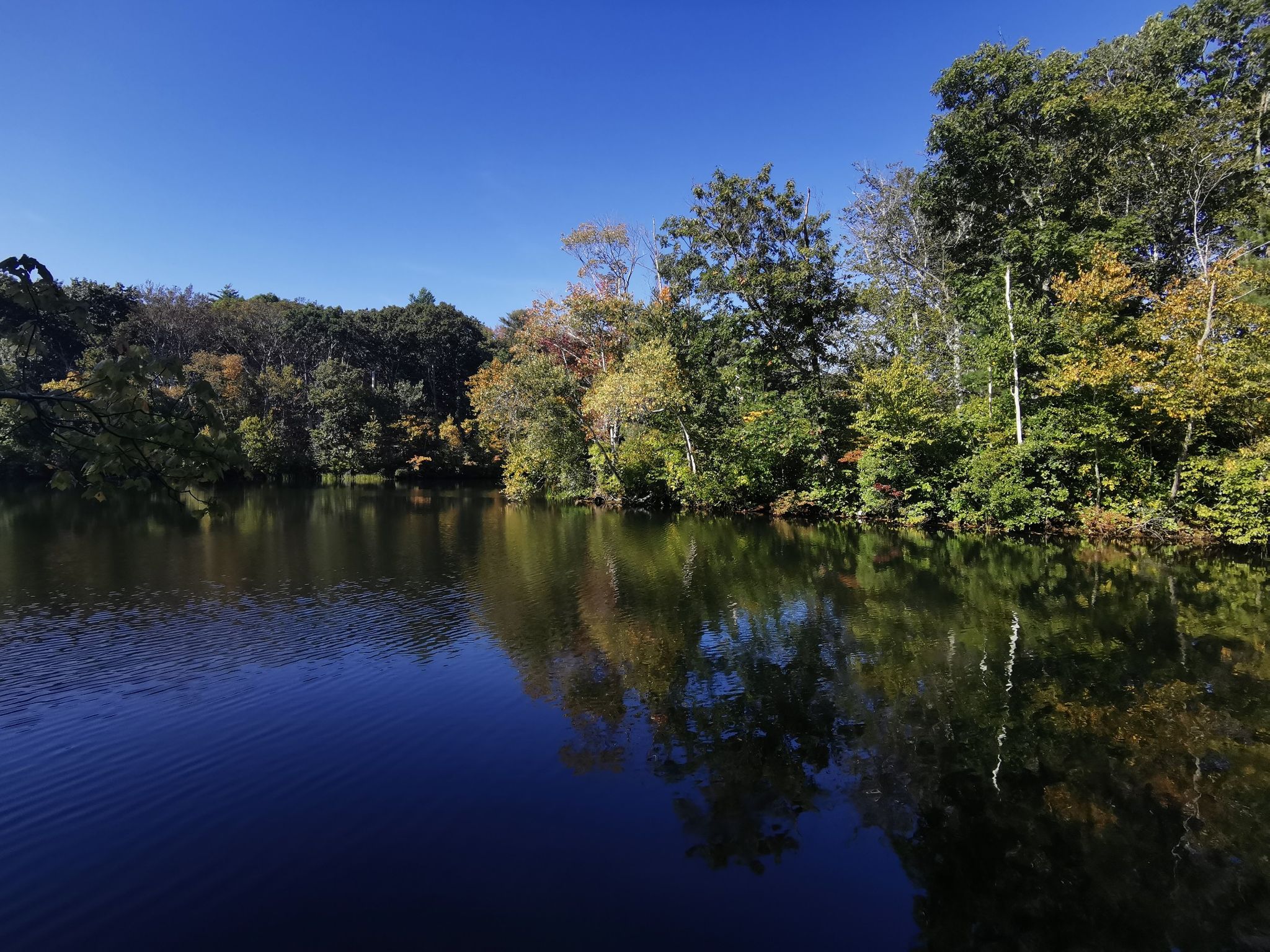 Sunny lake reflecting colorful autumn trees under a clear blue sky. - South Woods loop