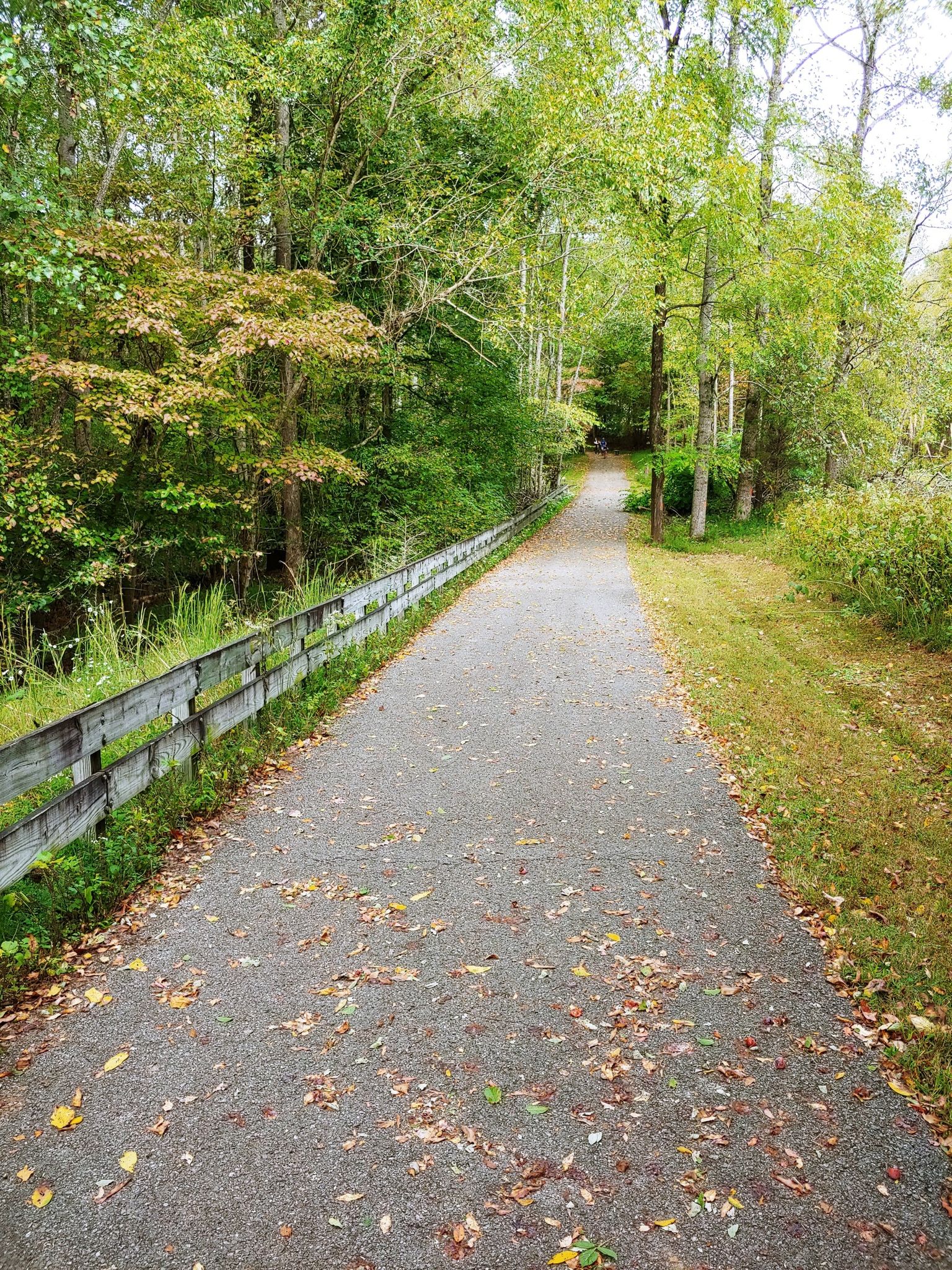 A paved path with fallen leaves winds through a green forest. - Lost Creek Overlook Trail – Tims Ford Lake loop from Tims Ford Nature Center
