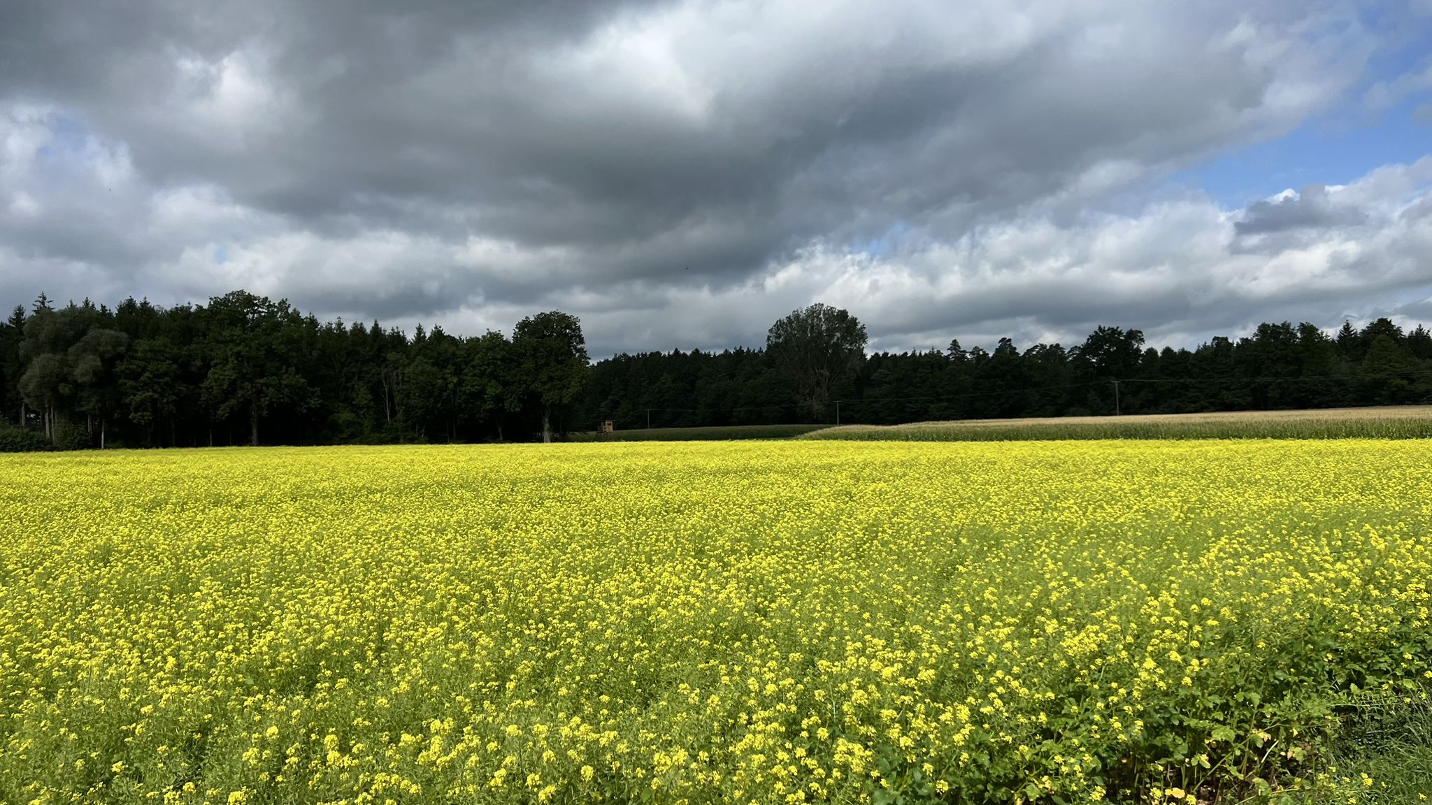 Schönes Senffeld..nach Unterbernbach